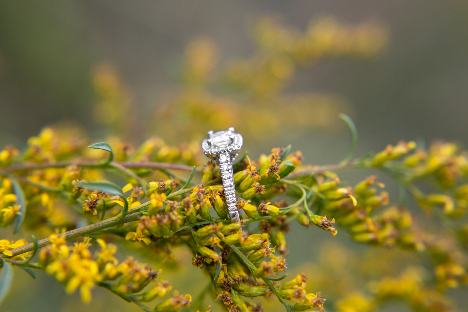 2-joyner-park-wake-forest-1