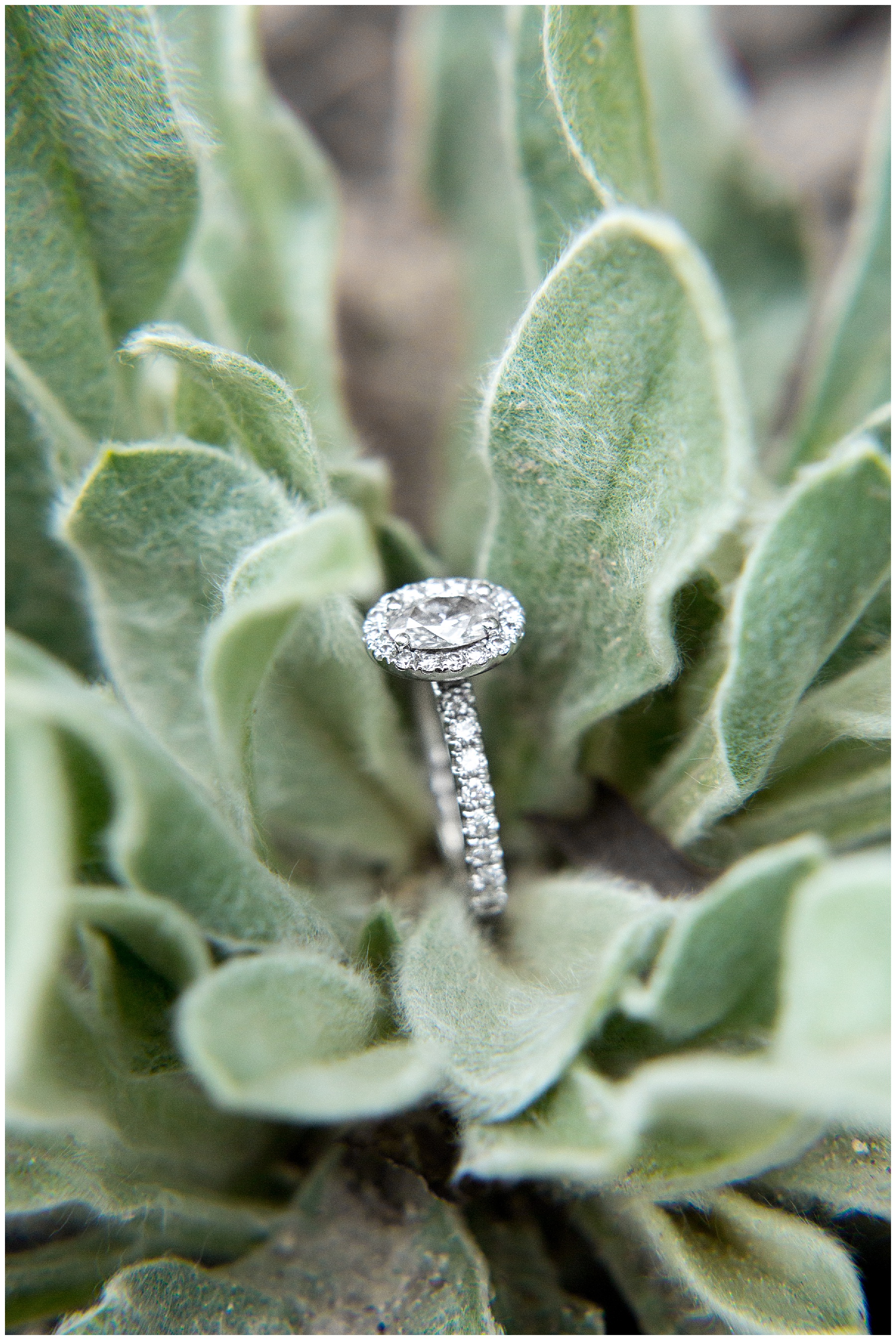 Wilson NC Engagement Session_0009.jpg