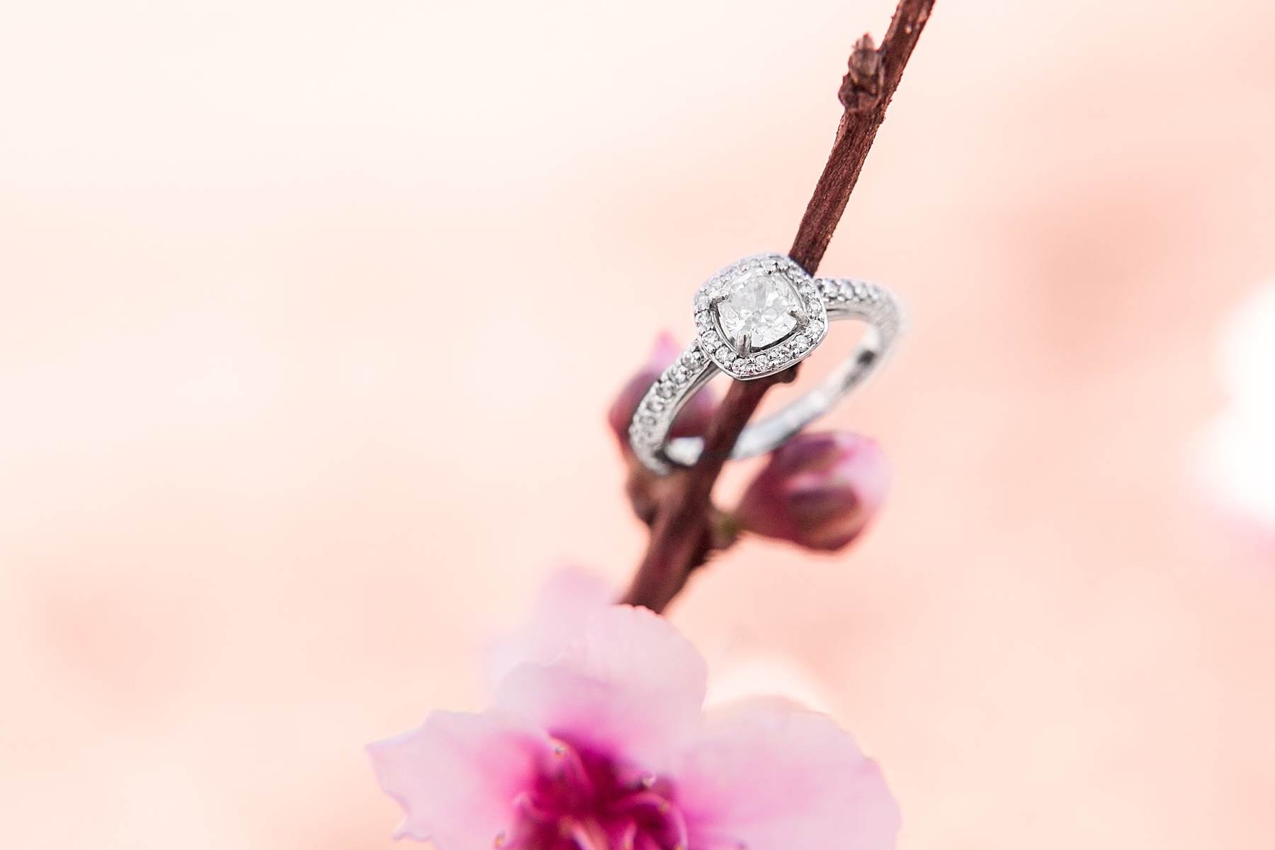 Historic Oak View Park Raleigh NC Engagement Session_0002.jpg Historic Oak View Park Raleigh NC Engagement Session_0002.jpg