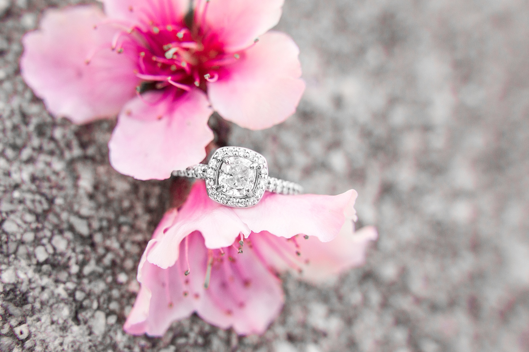 Historic Oak View Park Raleigh NC Engagement Session_0006.jpg Historic Oak View Park Raleigh NC Engagement Session_0006.jpg