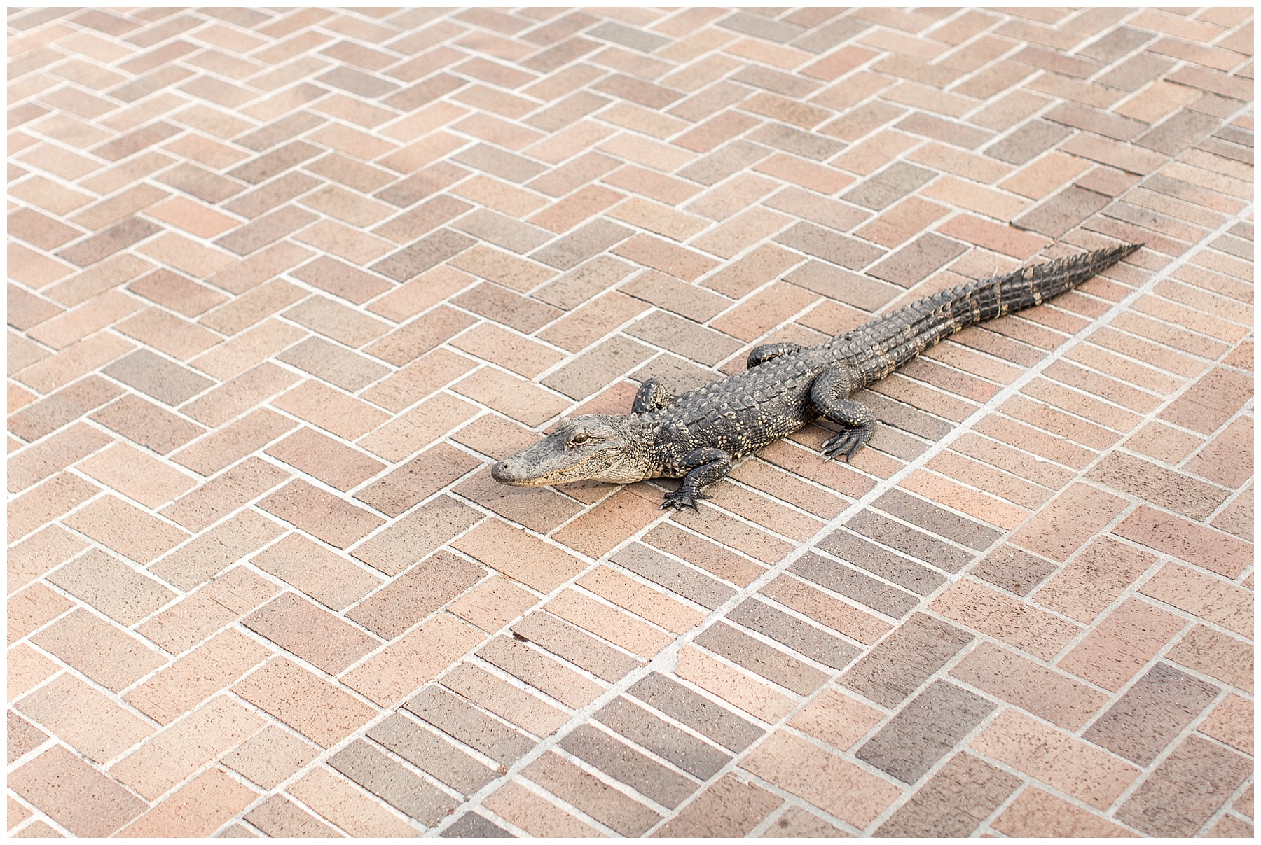 Brookgreen Gardens-South Carolina-Engagement Session-Brookgreen Gardens Engagement Session-Tiffany L Johnson_0011.jpg Brookgreen Gardens-South Carolina-Engagement Session-Brookgreen Gardens Engagement Session-Tiffany L Johnson_0011.jpg
