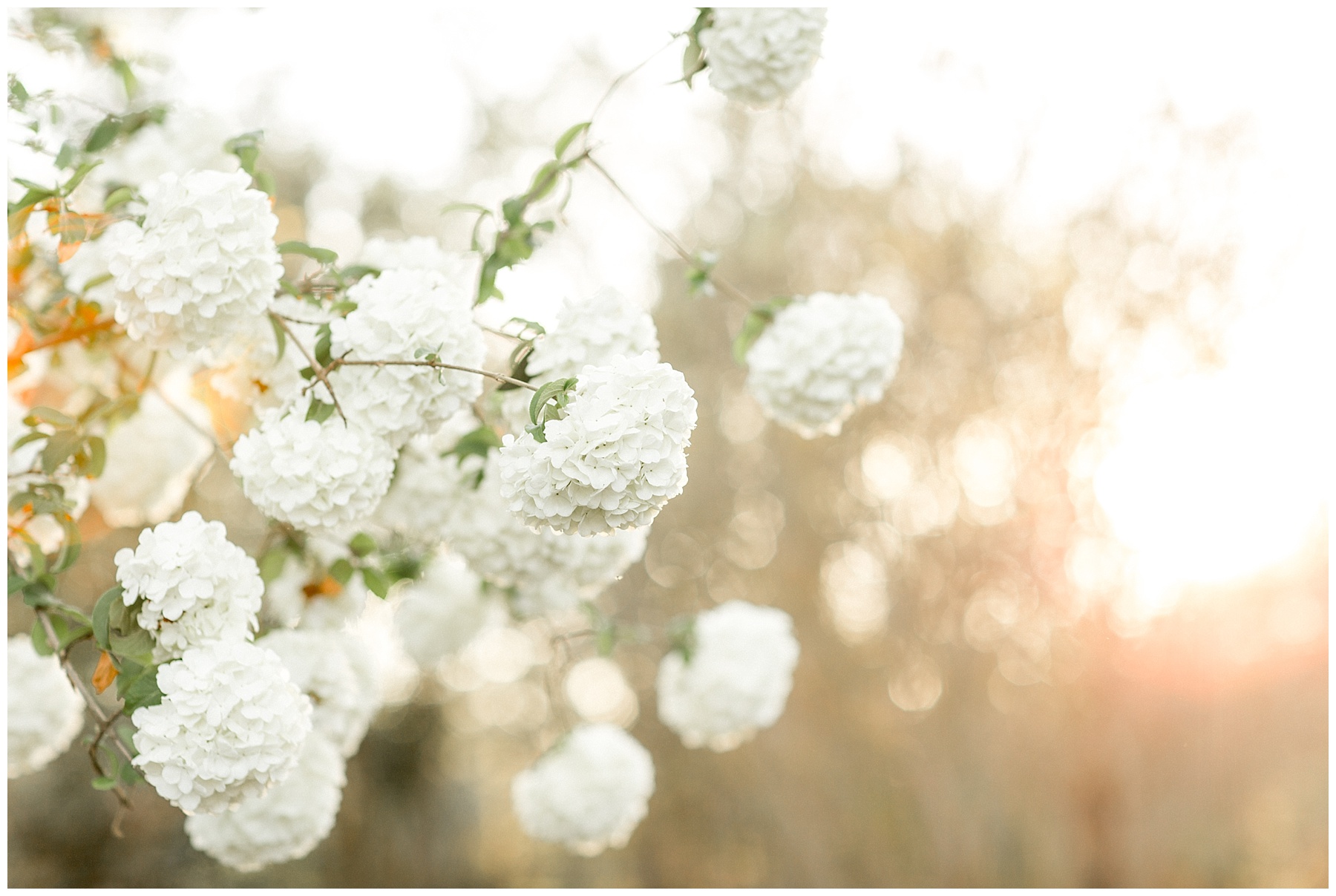 Historic Oak Engagement Session Raleigh NC Tiffany L Johnson
