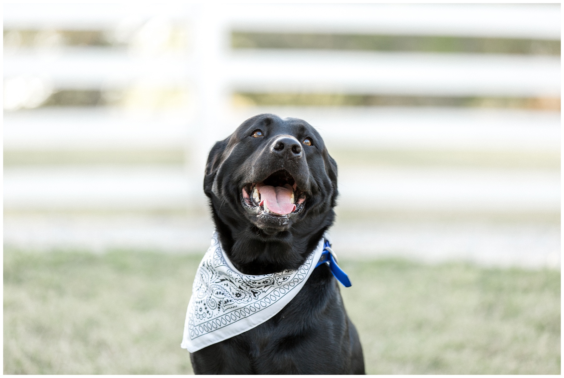 Historic Oak Engagement Session Raleigh NC Tiffany L Johnson