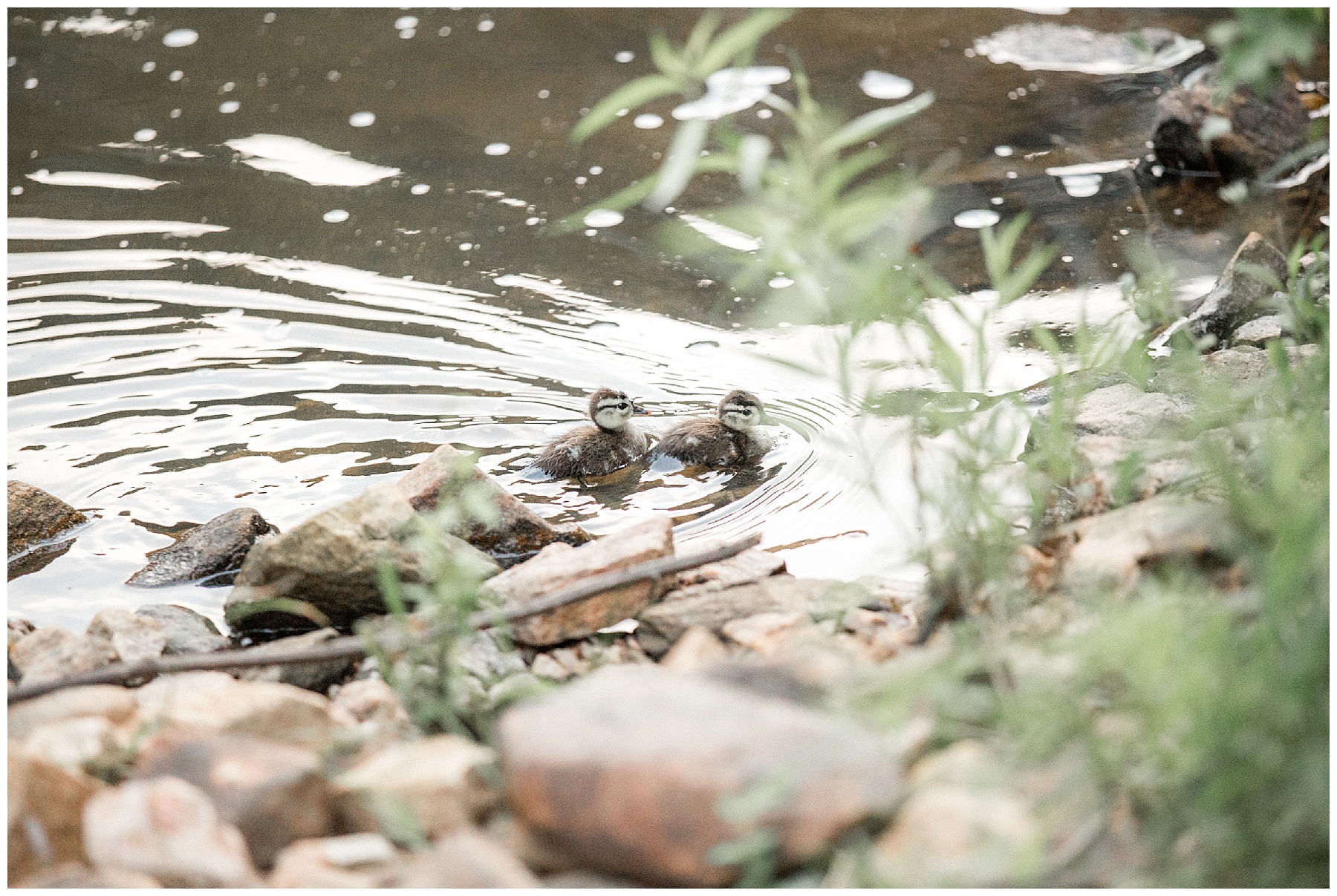 yates mill engagement session-raleigh nc-tiffany l johnson photography_0044.jpg yates mill engagement session-raleigh nc-tiffany l johnson photography_0044.jpg