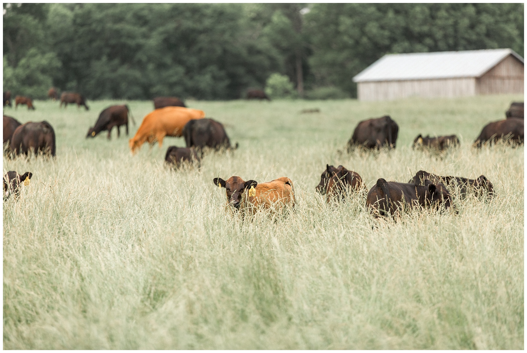 Rose Hill Plantation Maternity Session - Nashville NC - Tiffany L Johnson_0033.jpg Rose Hill Plantation Maternity Session - Nashville NC - Tiffany L Johnson_0033.jpg