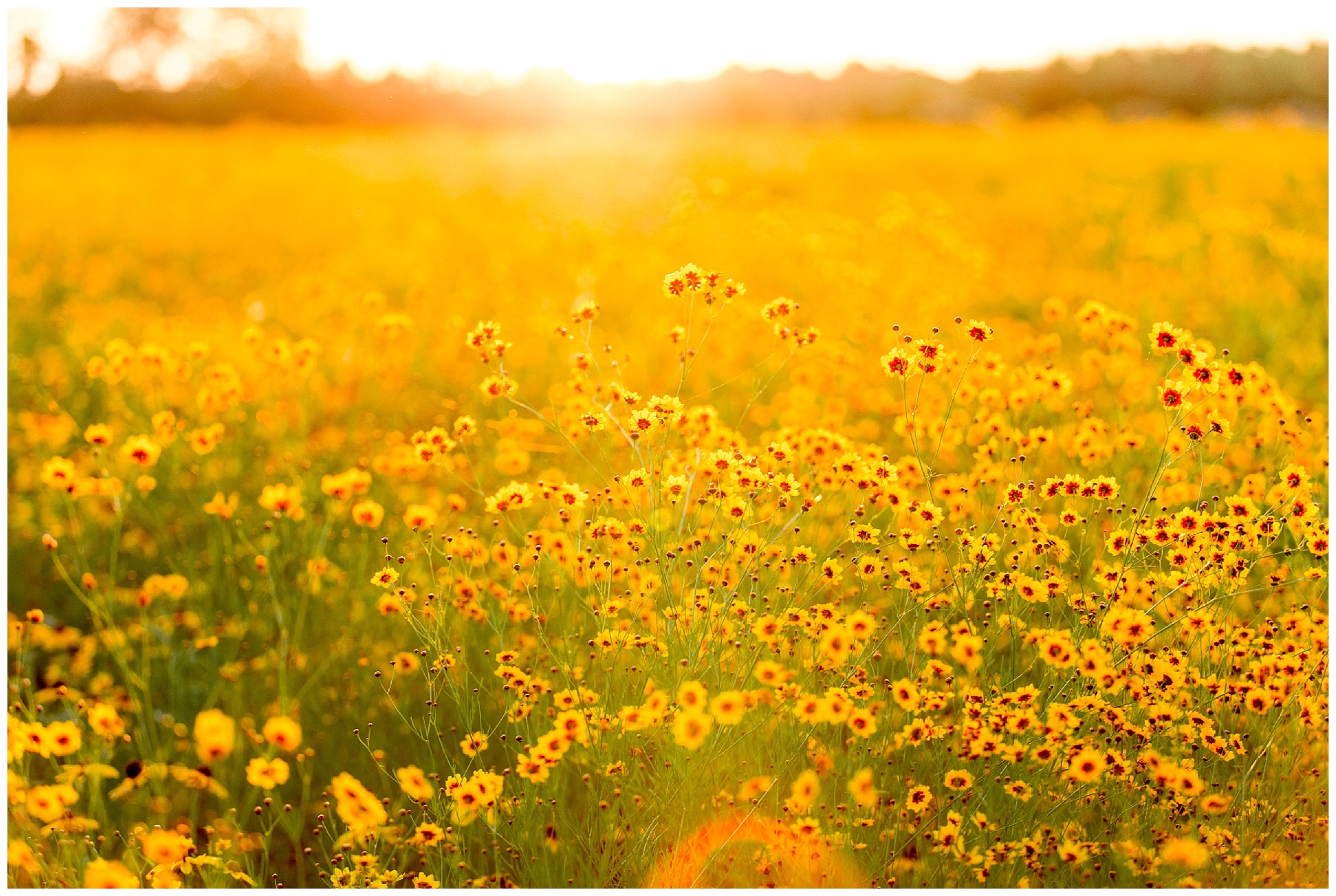 flower field maternity session - wilson nc - tiffany l johnson photography_0047.jpg flower field maternity session - wilson nc - tiffany l johnson photography_0047.jpg