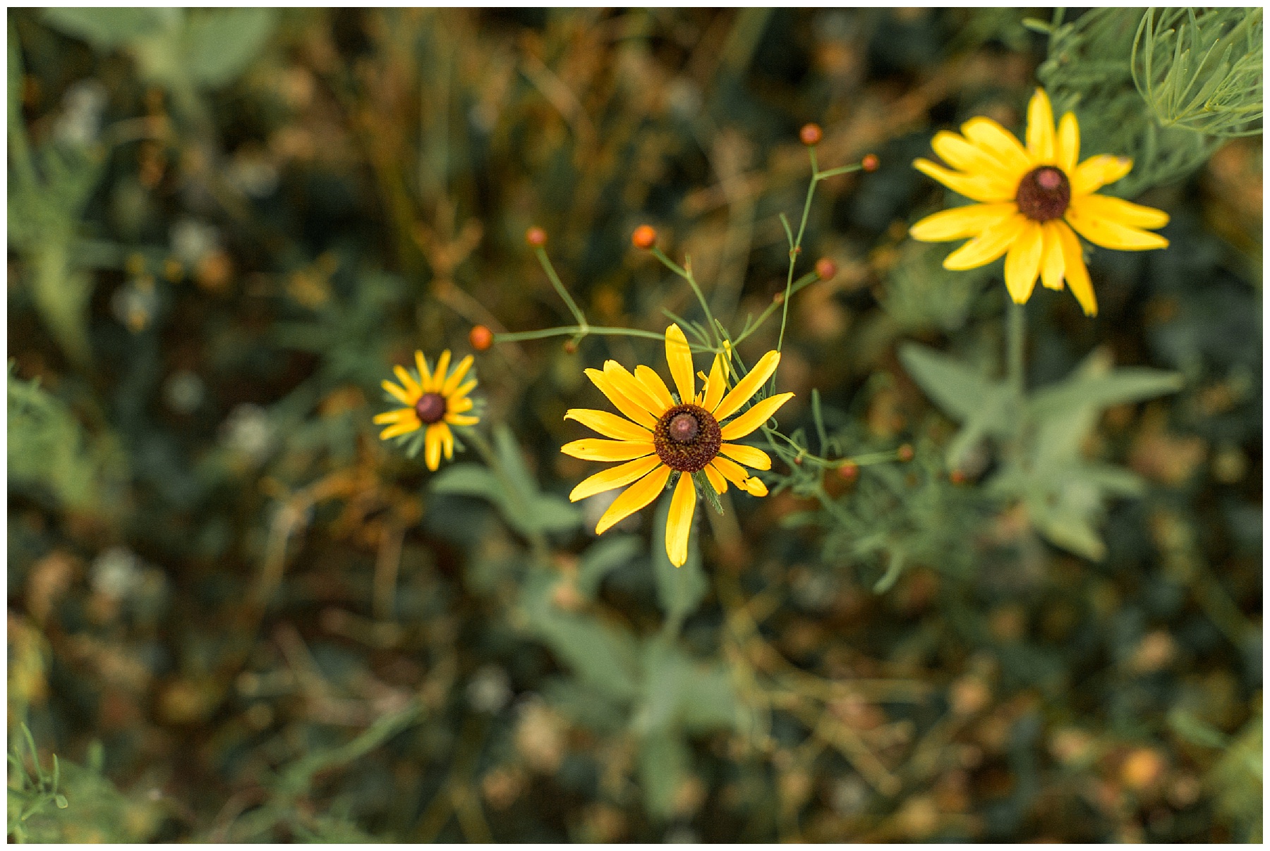 flower field maternity session - wilson nc - tiffany l johnson photography_0052.jpg flower field maternity session - wilson nc - tiffany l johnson photography_0052.jpg