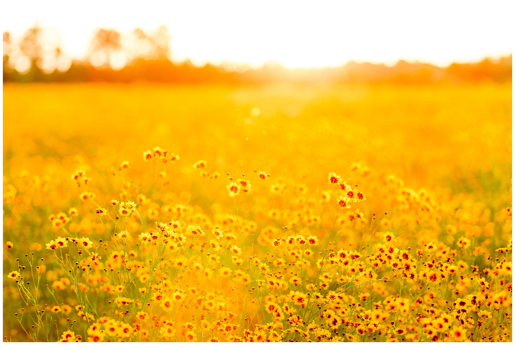 flower field maternity session - wilson nc - tiffany l johnson photography_0054.jpg flower field maternity session - wilson nc - tiffany l johnson photography_0054.jpg