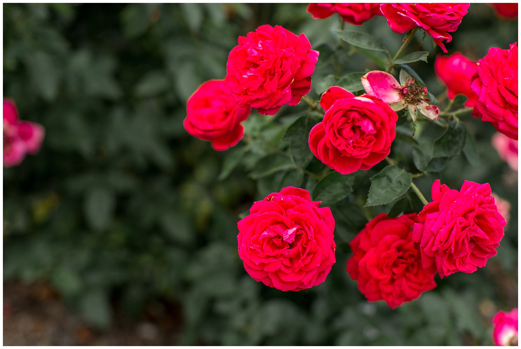 JC Raulston Arborteum Family Session - Raleigh NC-Tiffany L johnson photography_0017.jpg