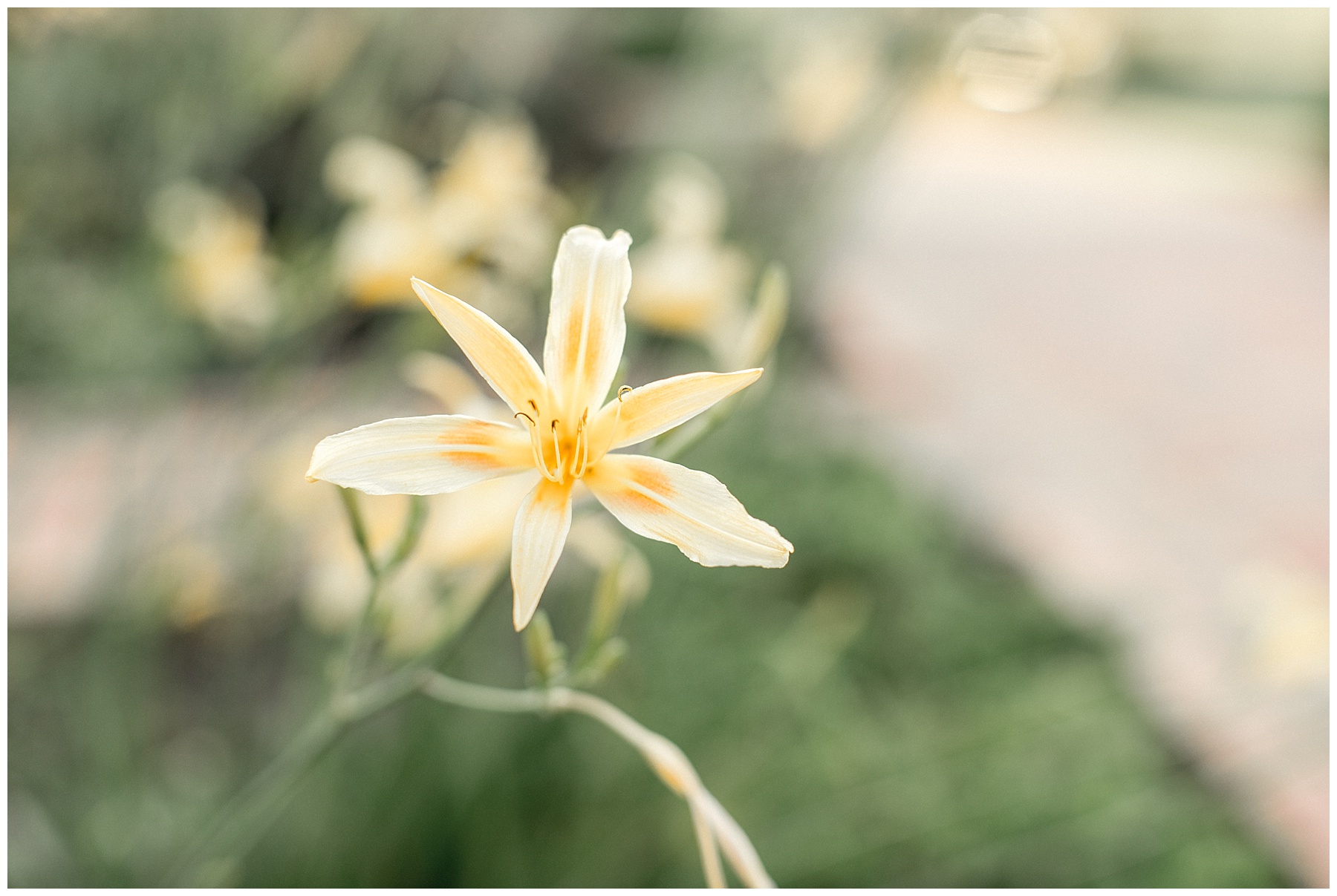 joyner park engagement session-raleigh nc-tiffany l johnson photography_0004.jpg