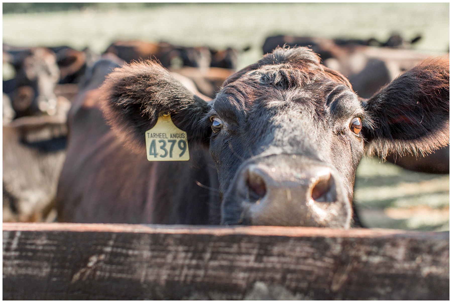 Oakland Farm Engagement Session-north carolina engagement session-tiffany l johnson photography_0002.jpg