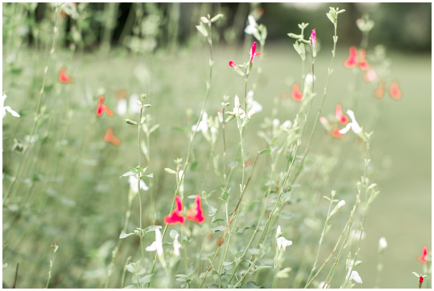 Rose garden bridal session-wilson nc-tiffany l johnson photography_0029.jpg