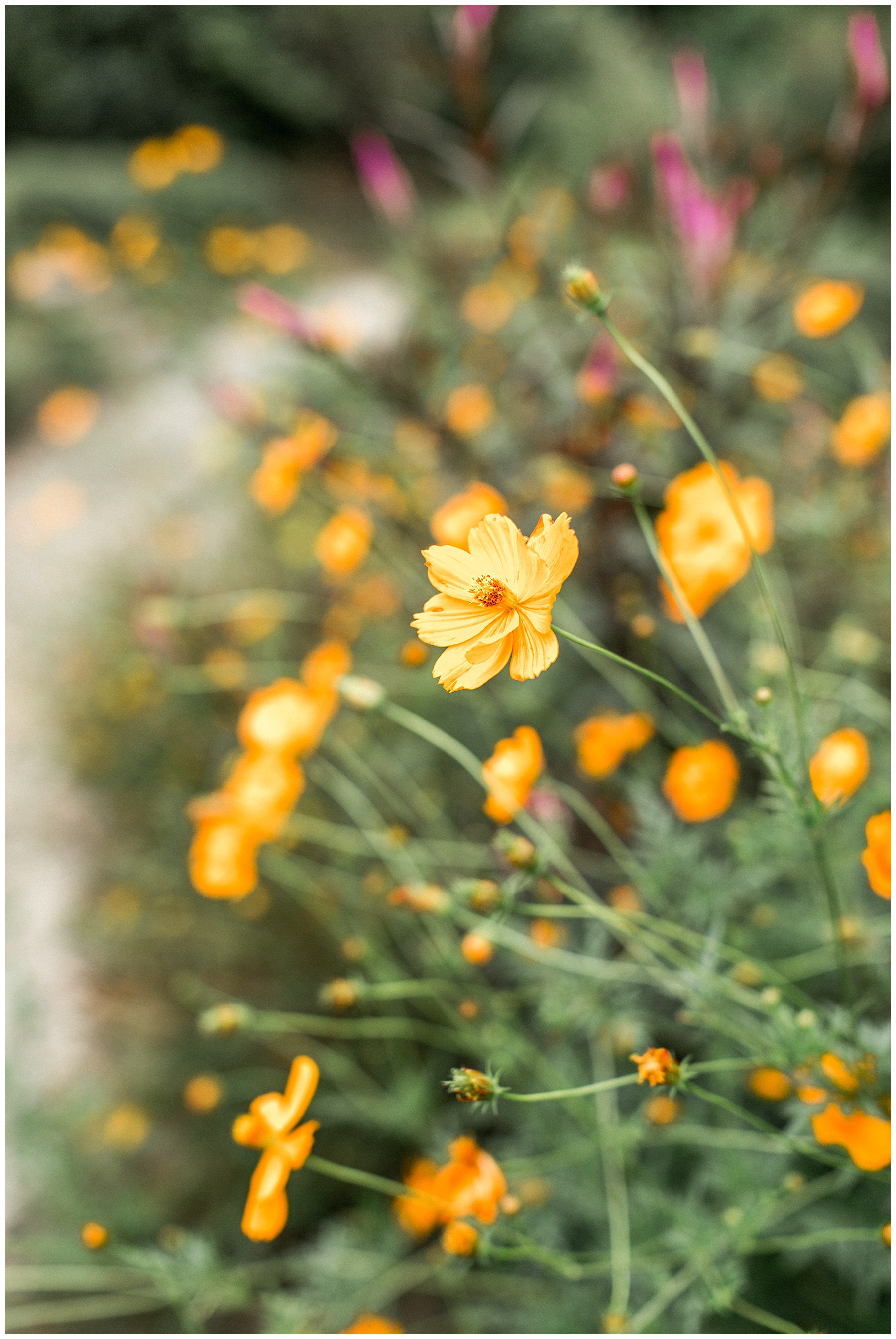 Rose garden bridal session-wilson nc-tiffany l johnson photography_0031.jpg