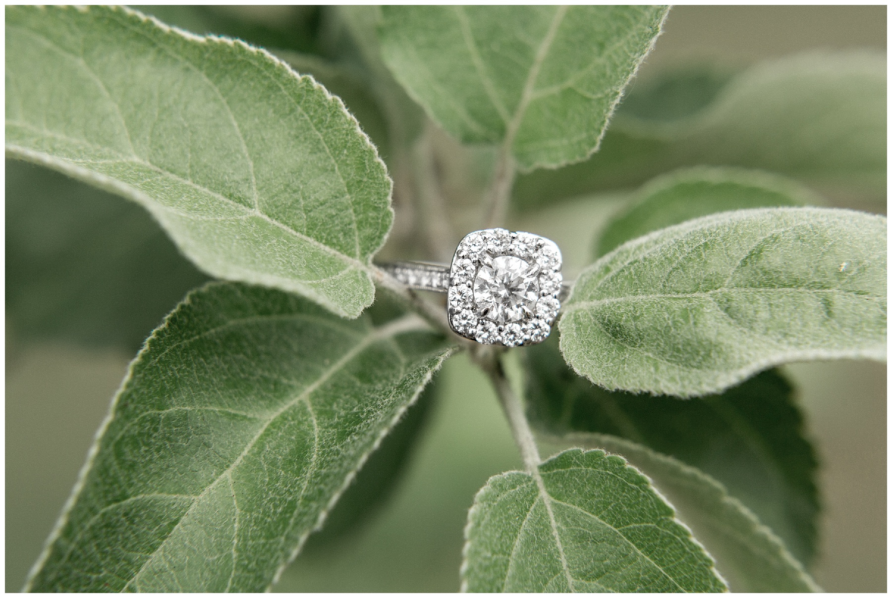 historic oak engagement session raleigh nc-tiffany l johnson photography - raleigh nc engagement session_0002.jpg