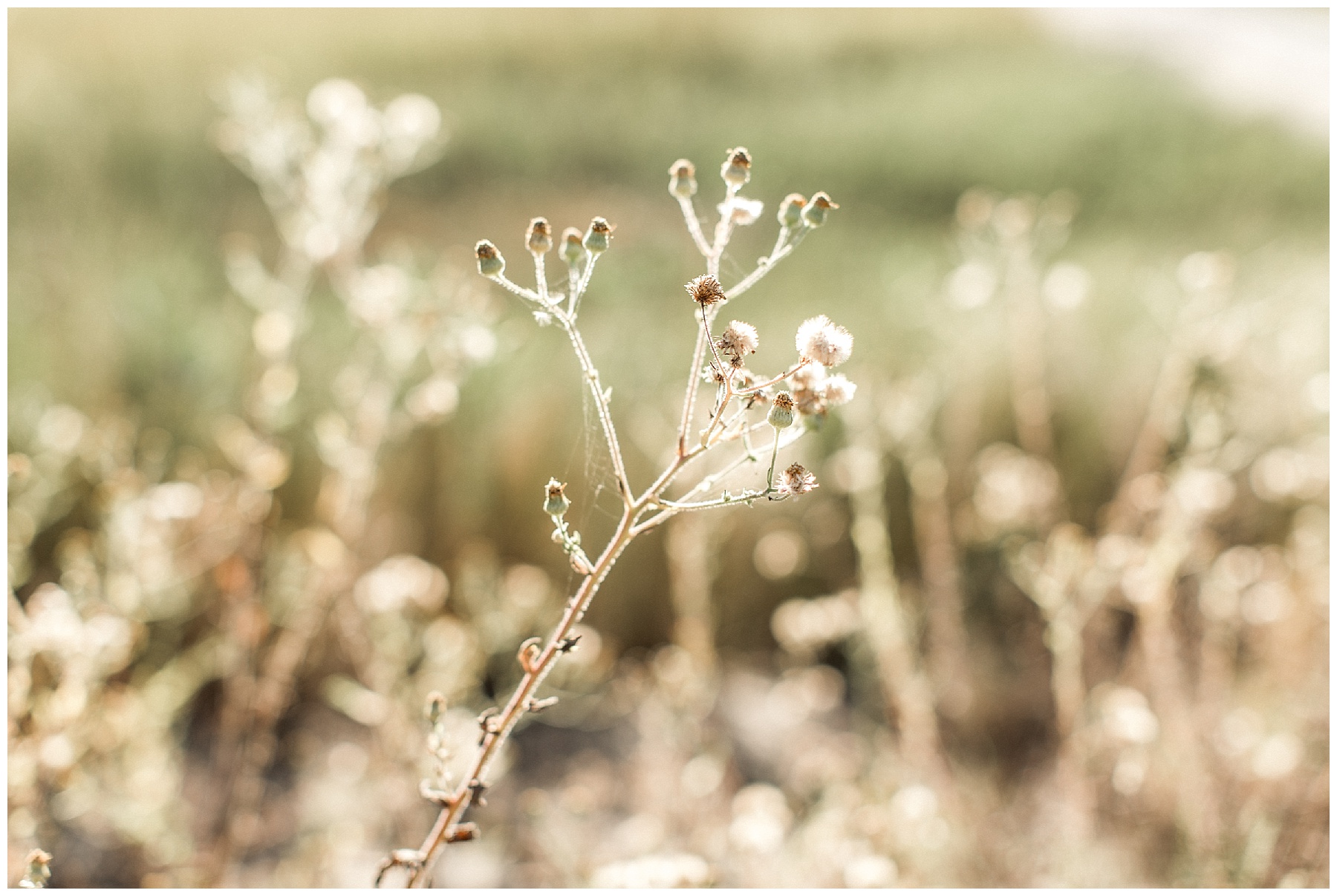 fort fisher engagement session - wilmington nc engagement session - tiffany l johnson_0004.jpg fort fisher engagement session - wilmington nc engagement session - tiffany l johnson_0004.jpg