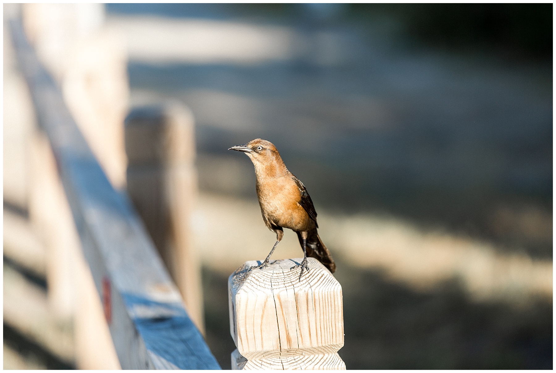 fort fisher engagement session - wilmington nc engagement session - tiffany l johnson_0065.jpg fort fisher engagement session - wilmington nc engagement session - tiffany l johnson_0065.jpg