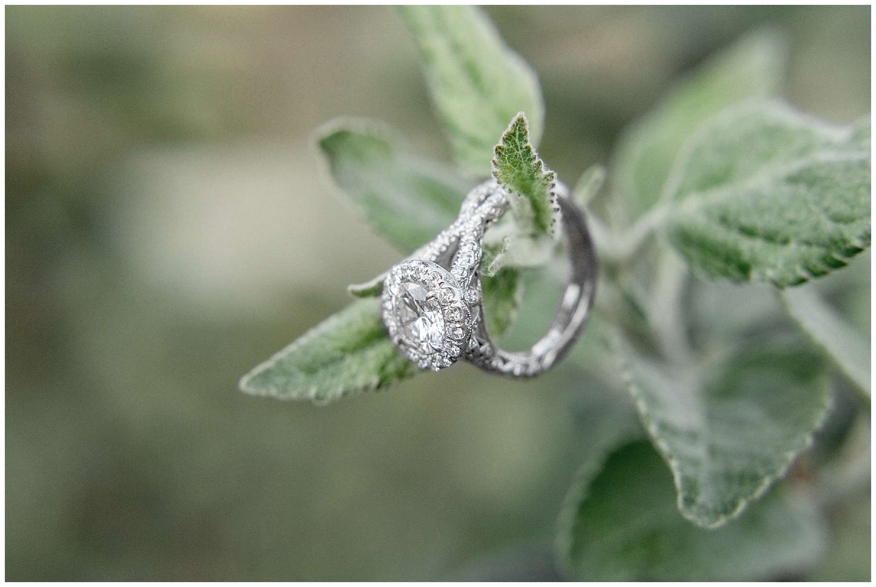 historic oak engagement session raleigh nc-tiffany l johnson photography_0002.jpg historic oak engagement session raleigh nc-tiffany l johnson photography_0002.jpg