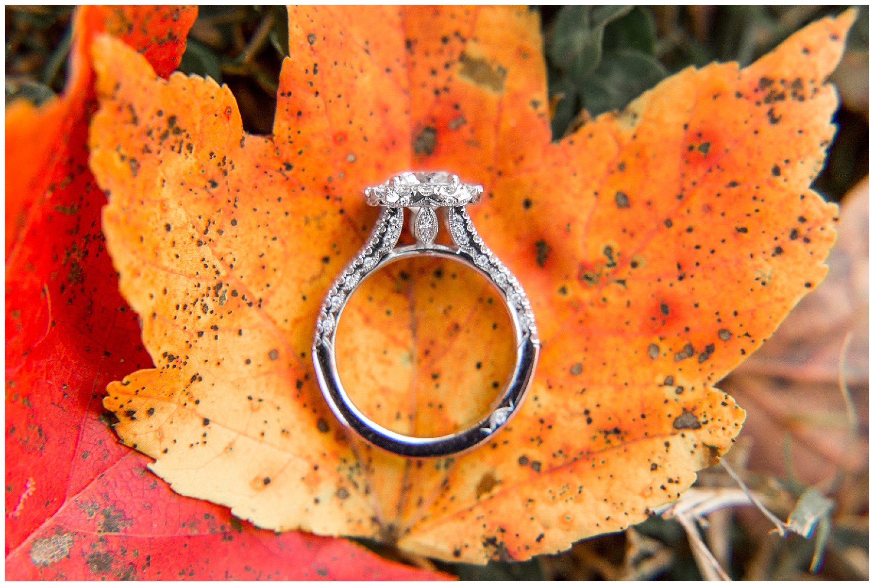 historic oakview park engagement session-historic oak- engagement session-tiffany l johnson photography_0004.jpg historic oakview park engagement session-historic oak- engagement session-tiffany l johnson photography_0004.jpg