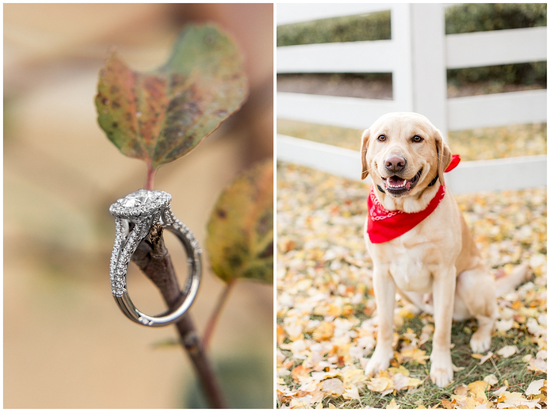 historic oakview park engagement session-historic oak- engagement session-tiffany l johnson photography_0042.jpg historic oakview park engagement session-historic oak- engagement session-tiffany l johnson photography_0042.jpg
