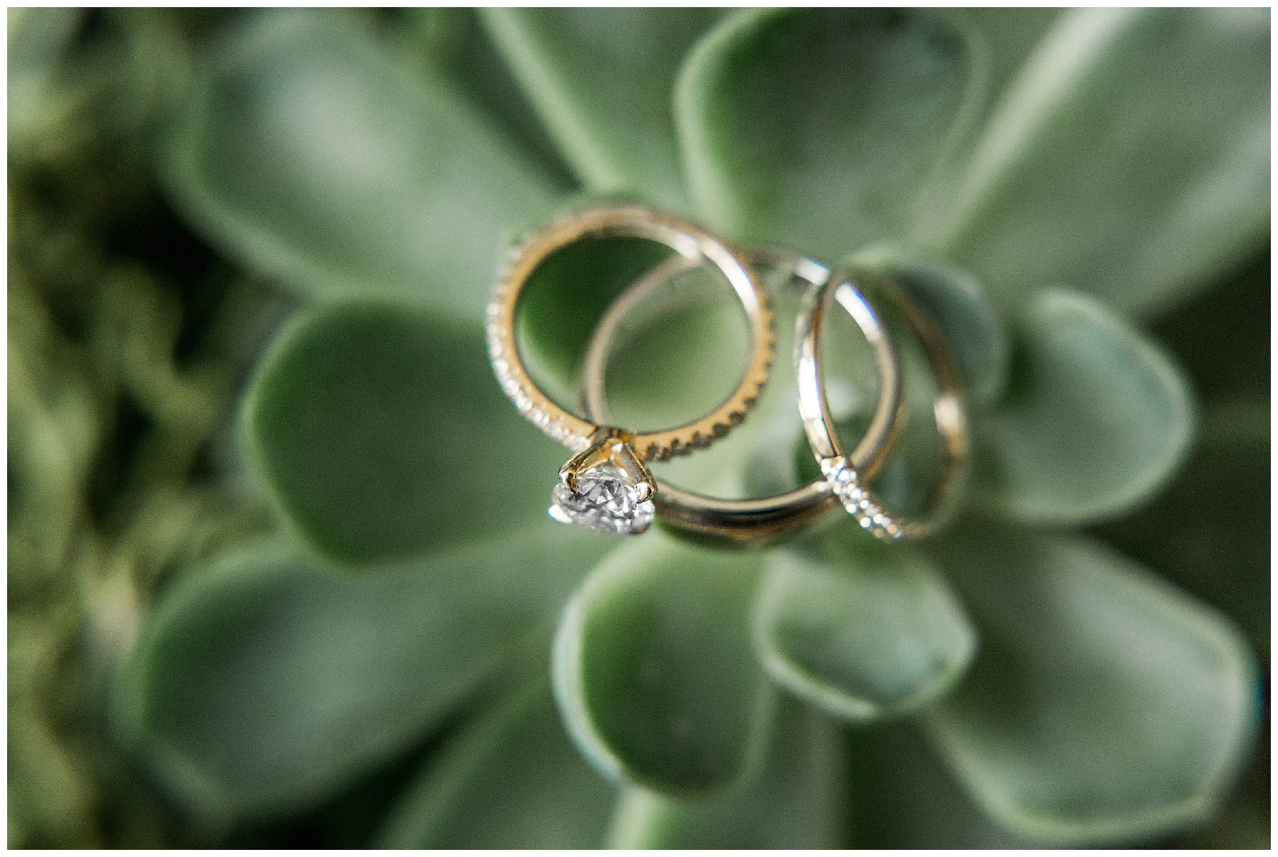 rocky mount nc wedding photographer-tiffany l johnson photography_0013.jpg rocky mount nc wedding photographer-tiffany l johnson photography_0013.jpg