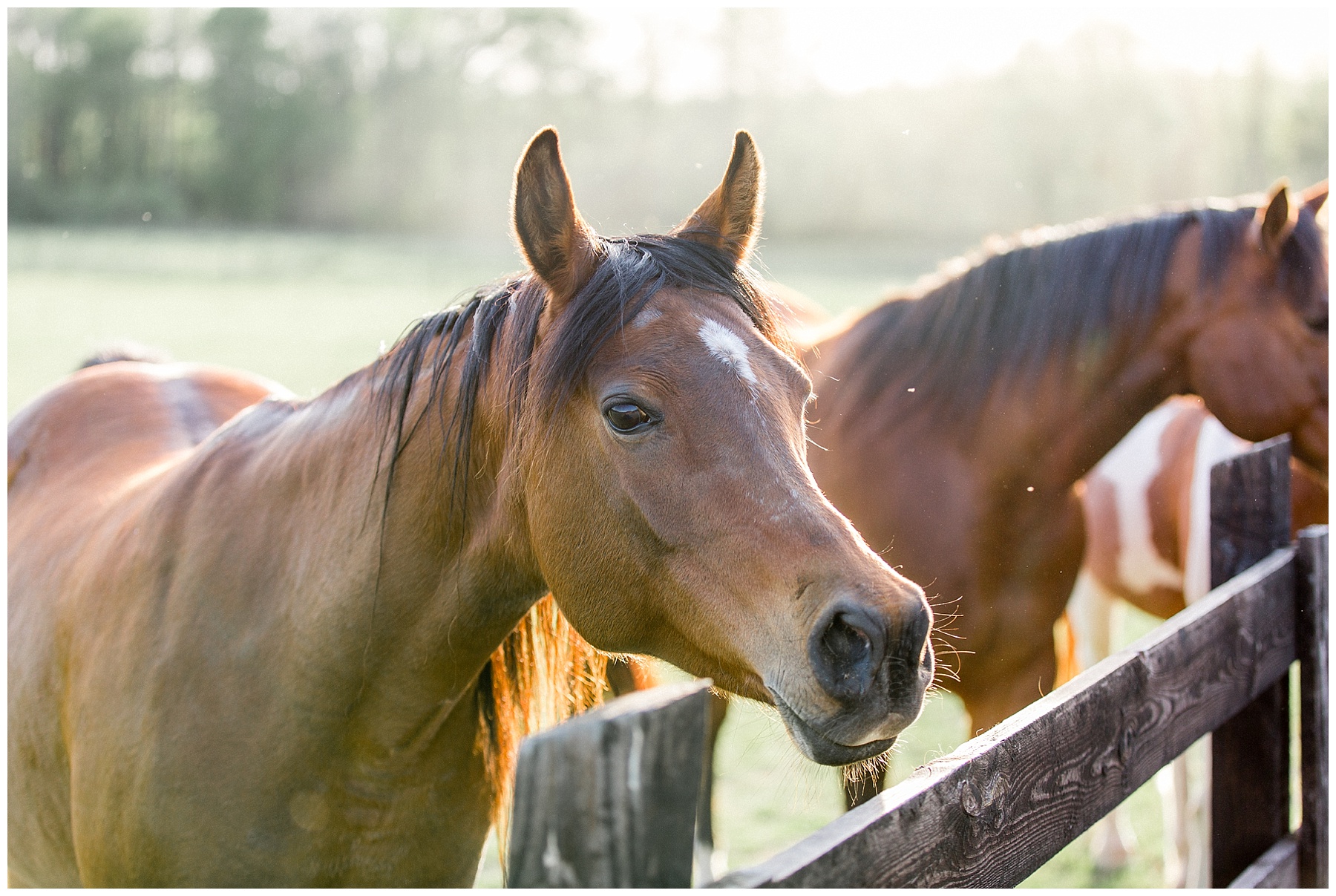 oakland farm wedding-raleigh nc wedding-tiffany l johnson photography_0120.jpg
