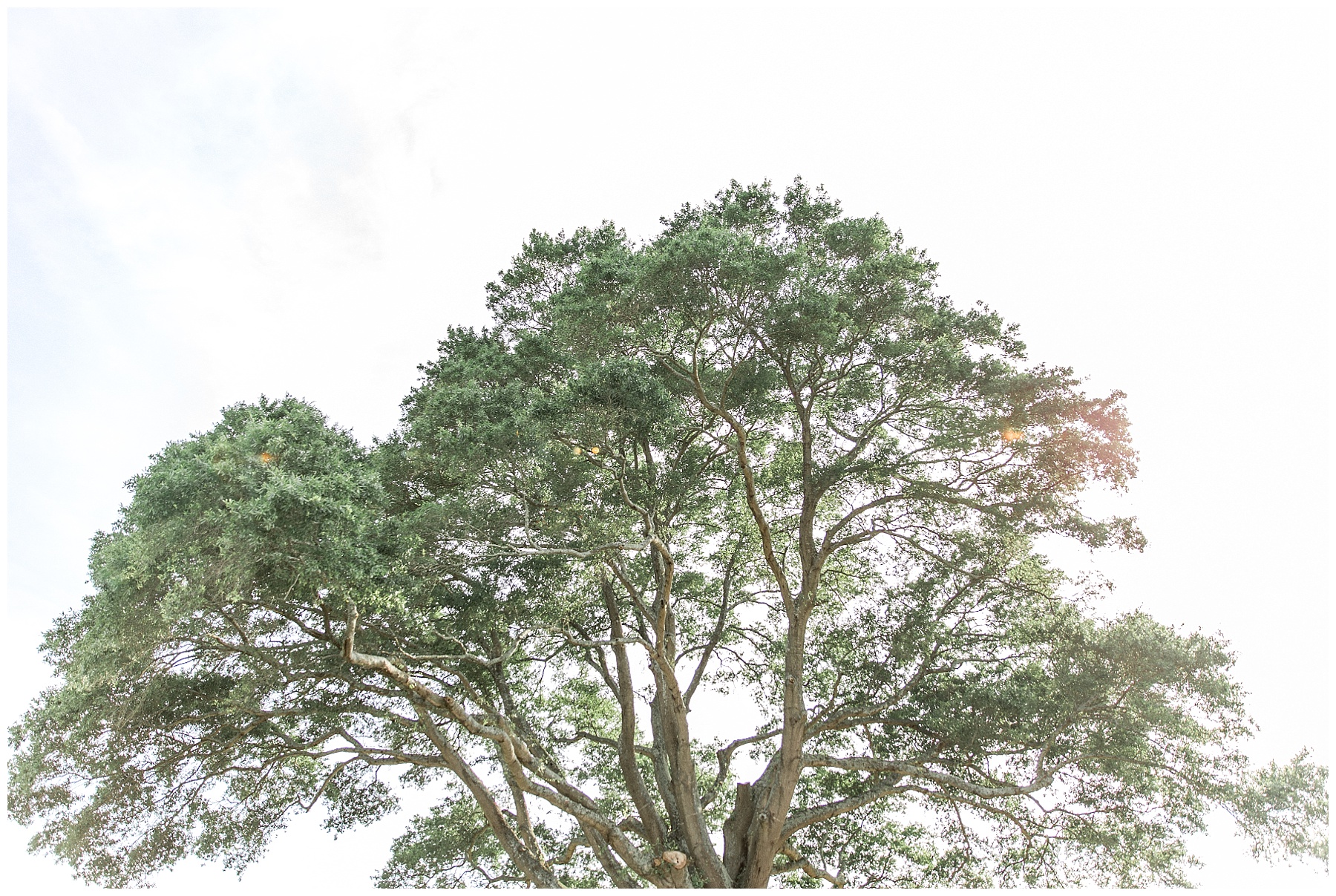 farm wedding day-raleigh nc wedding-tiffany l johnson photography_0084.jpg