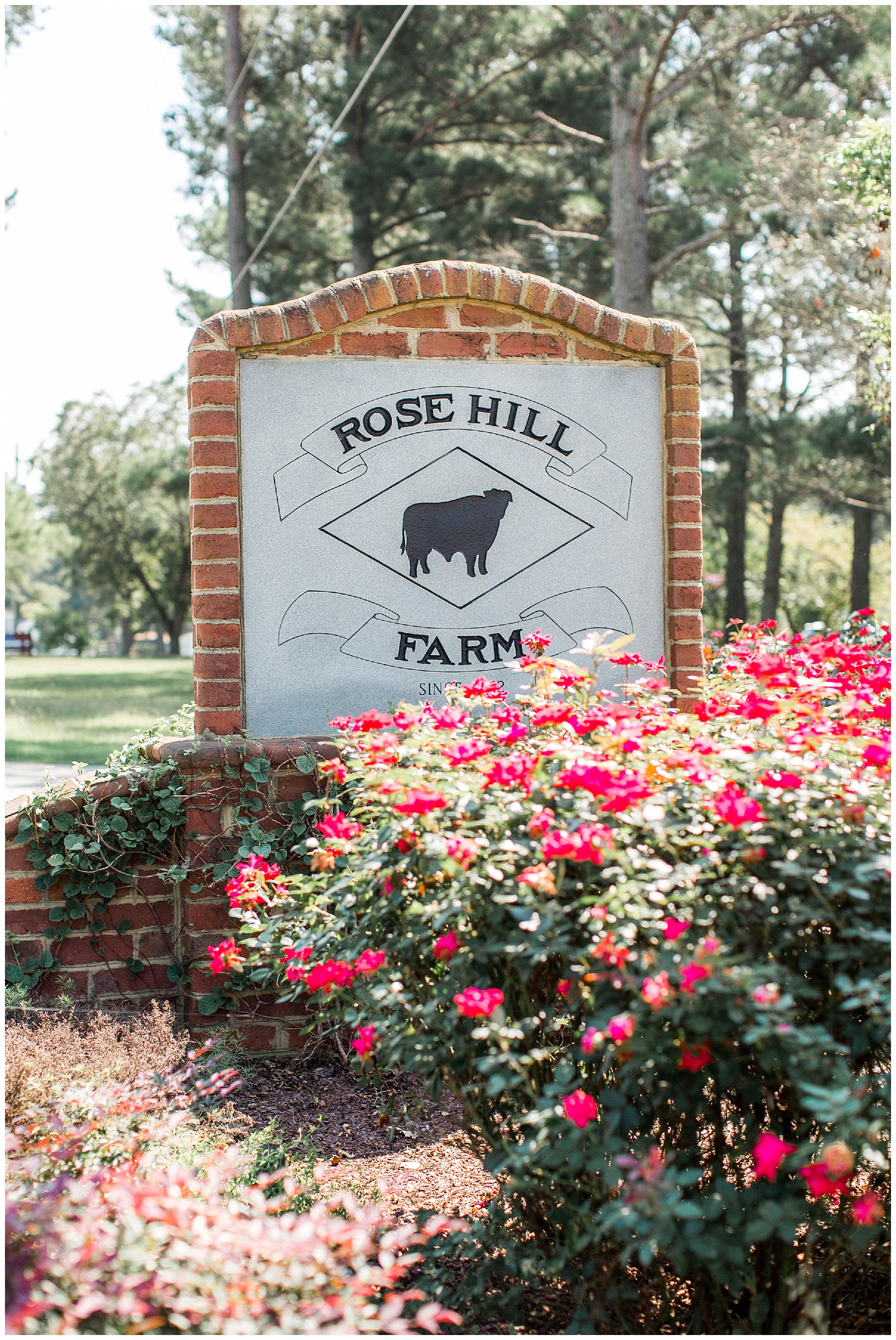 rose hill plantation wedding - rose hill wedding photographer - tiffany l johnson photography_0013.jpg
