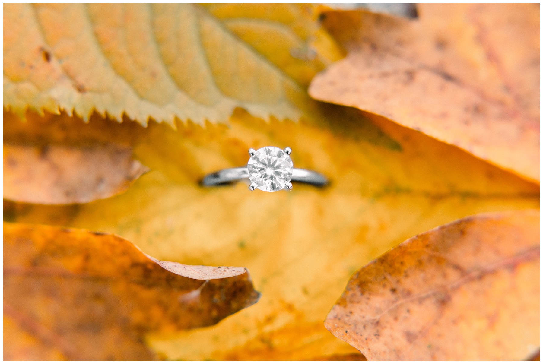 UNC Chapel hill engagement session - chapel hill wedding photographer - tiffany l johnson photography_0044.jpg