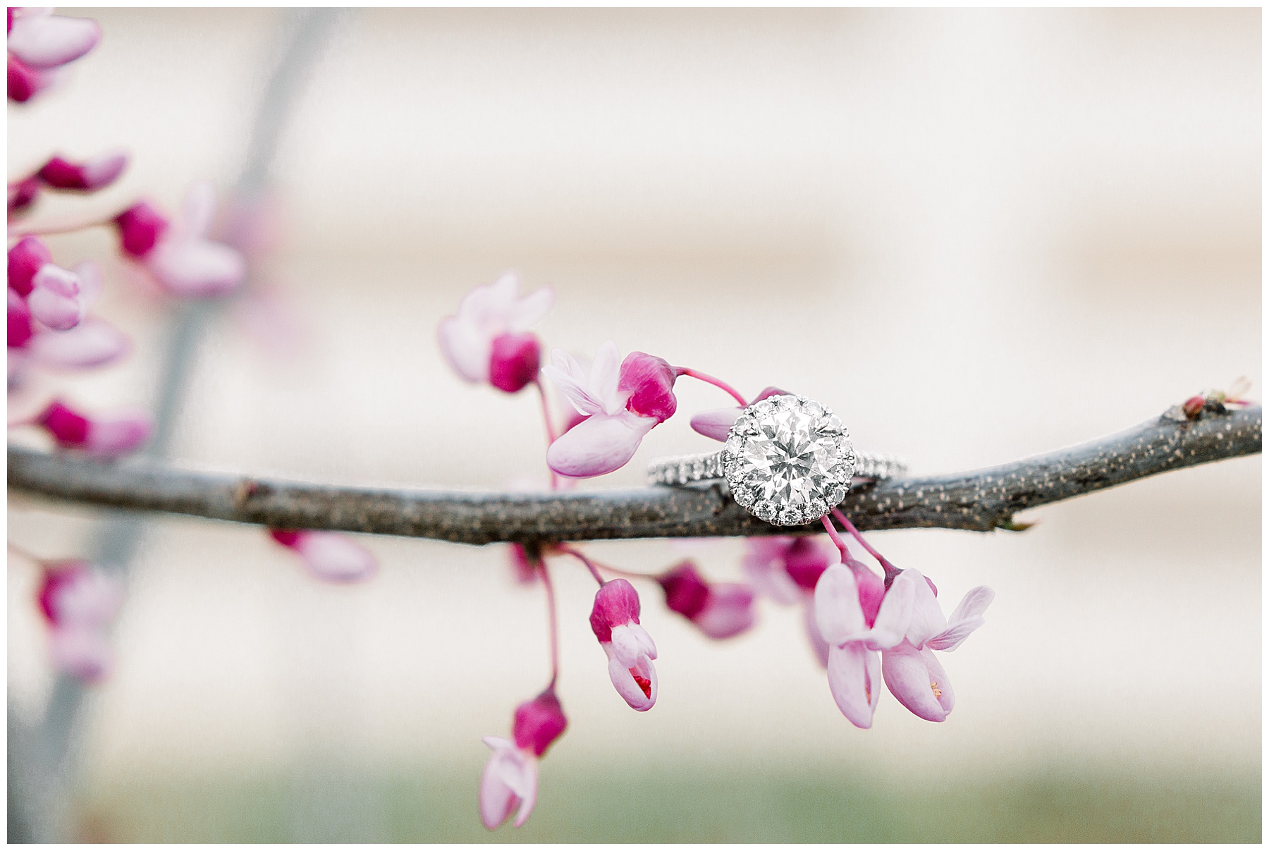 Historic Oak Engagement Session - raleigh nc engagement session - tiffany l johnson photography_0017.jpg