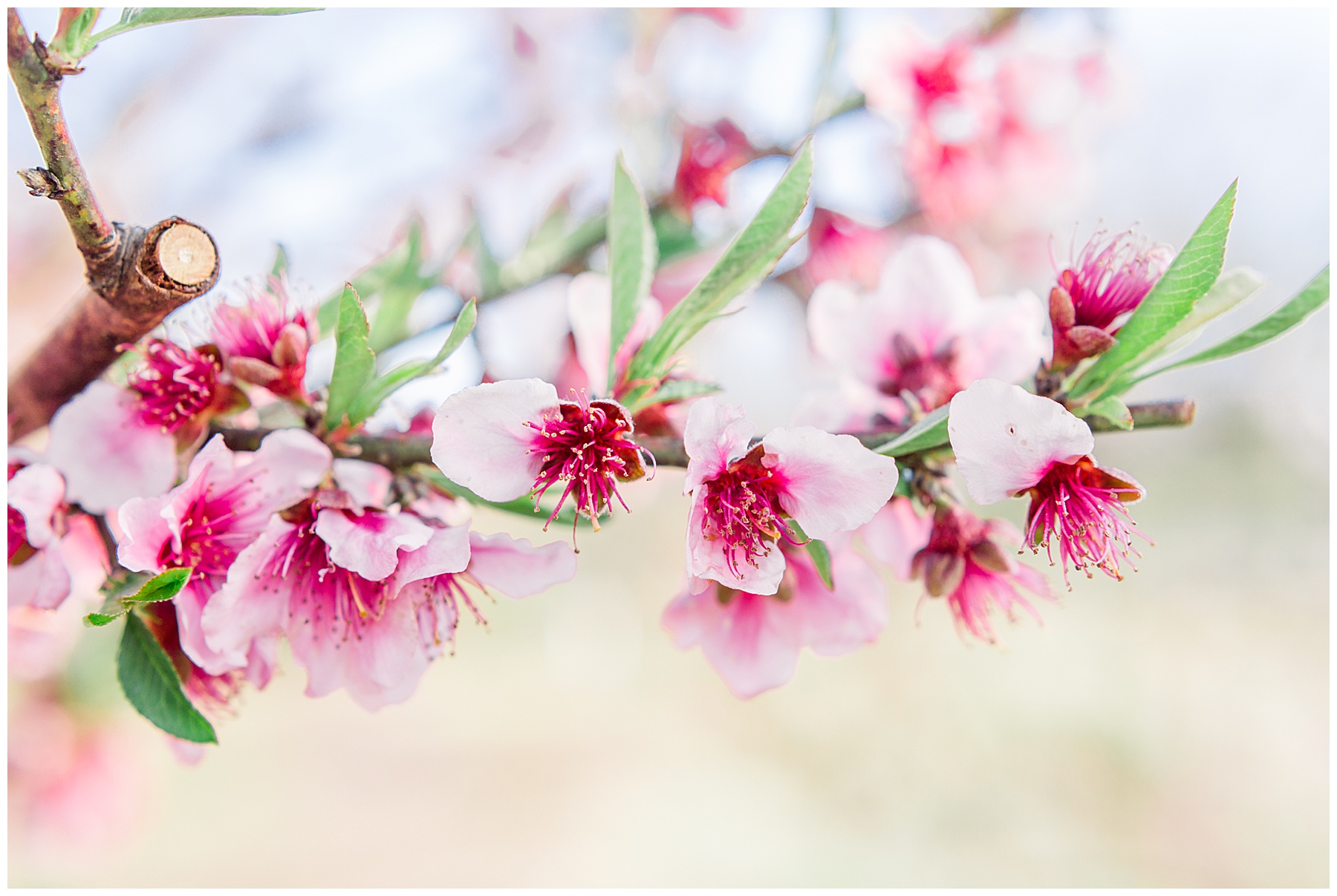 Historic Oak Engagement Session - raleigh nc engagement session - tiffany l johnson photography_0043.jpg