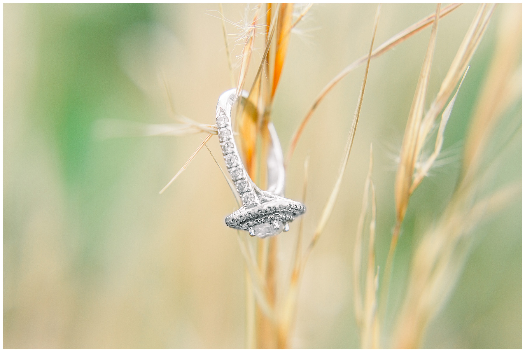 wildflower engagement session - tiffany l johnson photography_0019.jpg wildflower engagement session - tiffany l johnson photography_0019.jpg