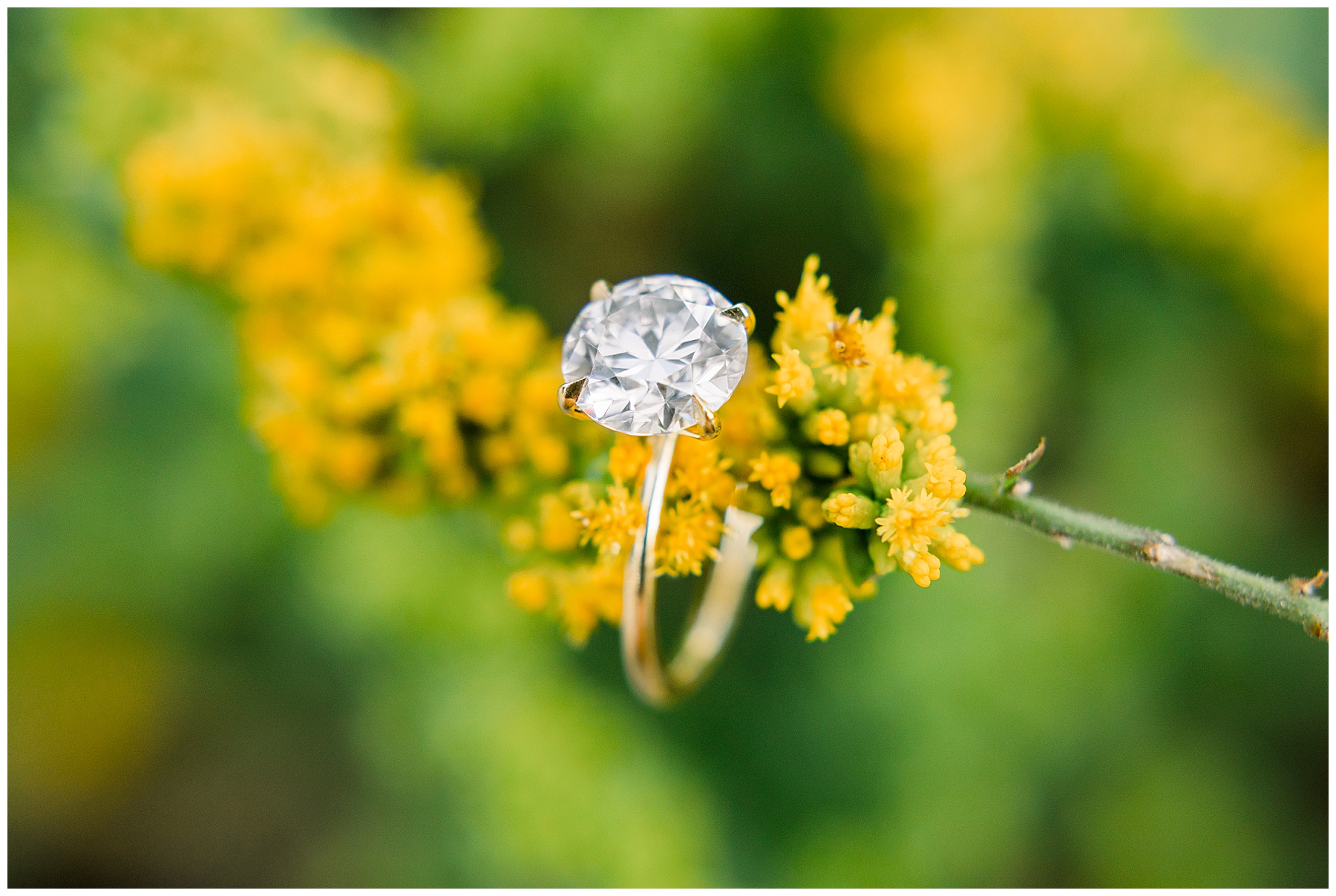 JC Raulston Arborteum Engagement Session - NC State Engagement Session - Tiffany L Johnson Photography_0029.jpg