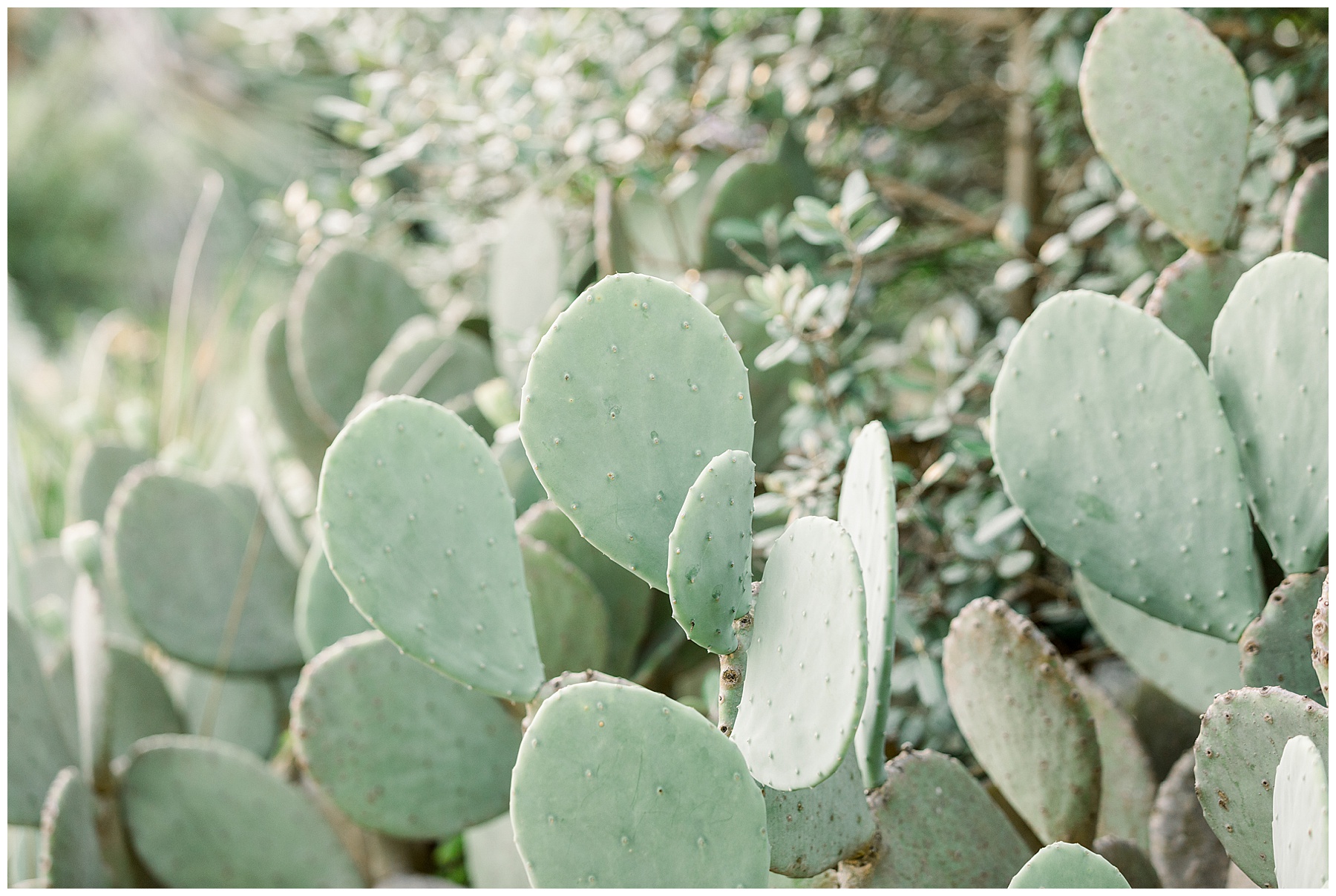 JC Raulston Arborteum Engagement Session - NC State Engagement Session - Tiffany L Johnson Photography_0033.jpg