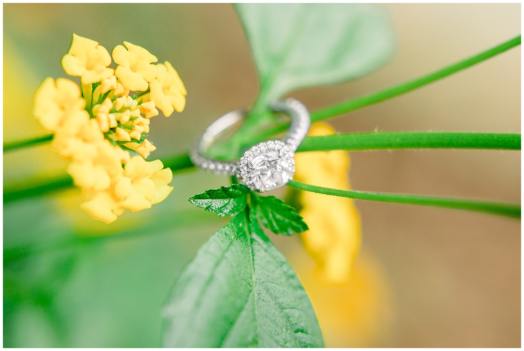 Rose Hill Plantation Engagement Session - Nashville Wedding Photographer - Tiffany L Johnson_0049.jpg