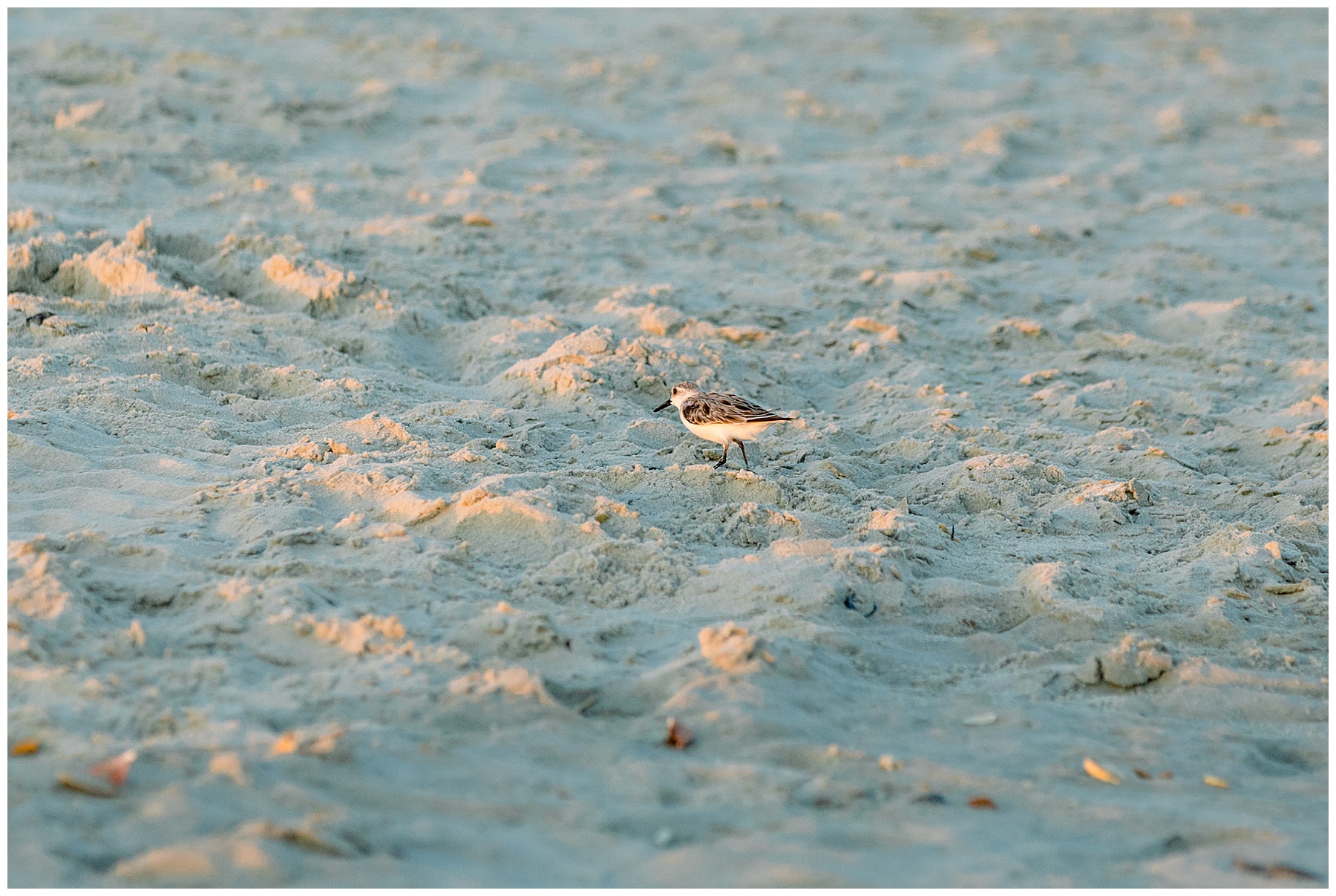 Beaufort Engagement Session-Beach Engagement Session-Tiffany L Johnson Photography_0060.jpg