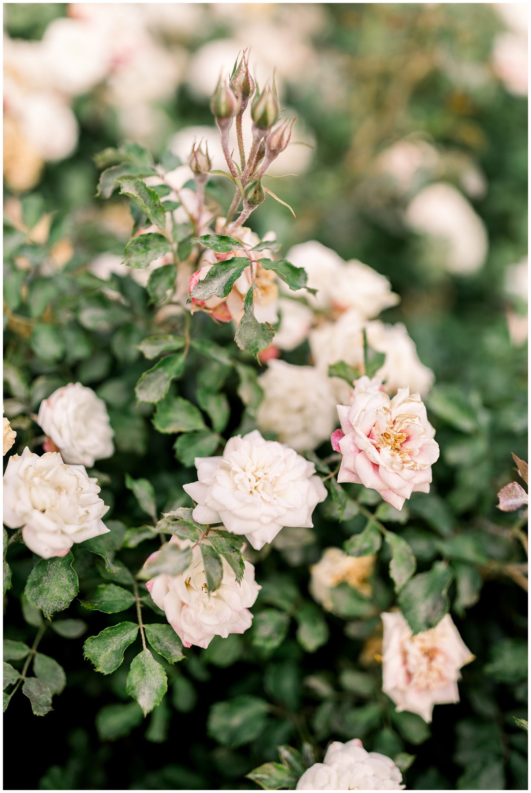 Walnut Hill Bridal Session - Raleigh NC Bridal Session - Tiffany L Johnson Photography_0017.jpg