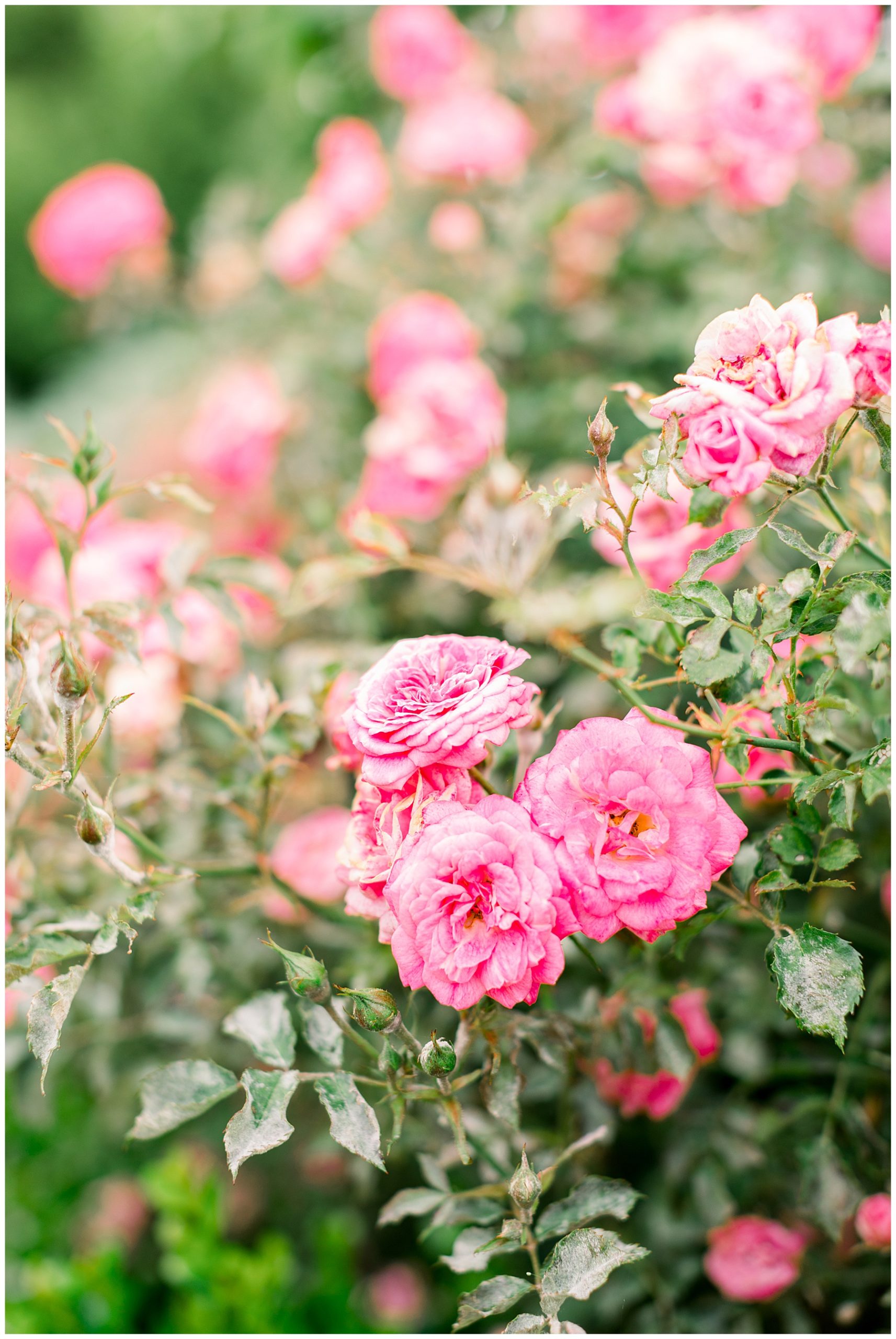 Walnut Hill Bridal Session - Raleigh NC Bridal Session - Tiffany L Johnson Photography_0031.jpg