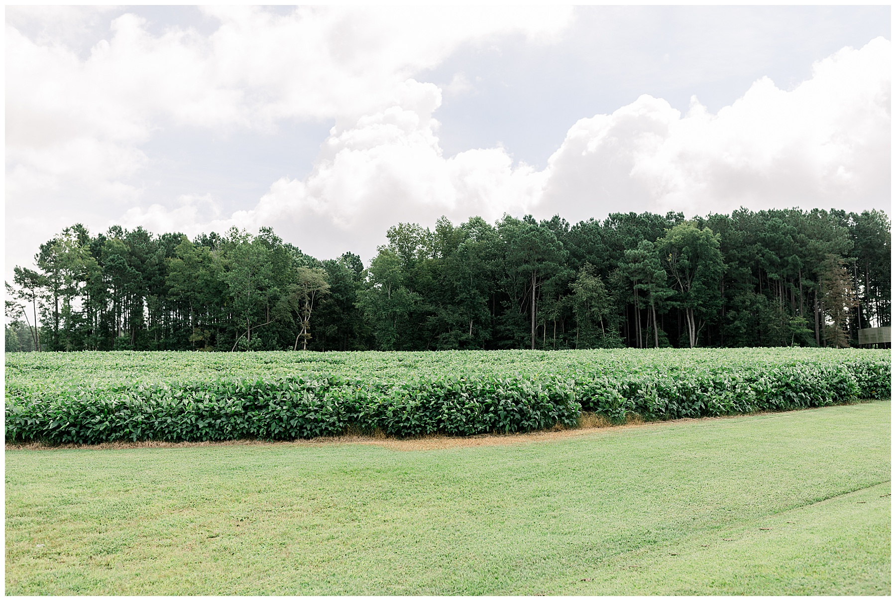 Selma Wedding - Farm Wedding - Tiffany L Johnson Photography_0022.jpg