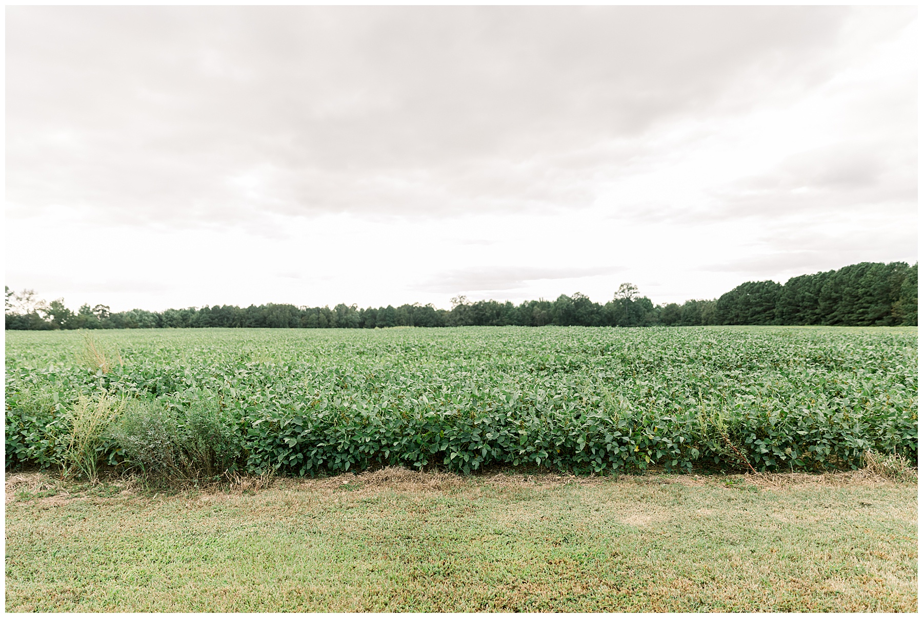 Magical Field Elopement Wedding - Tiffany L Johnson Photography_0003.jpg