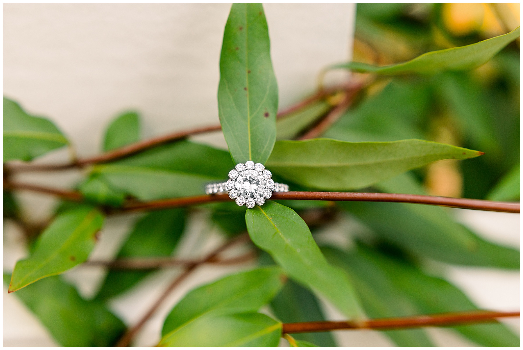 Ray Family Farm Engagement Session - Bunn WEdding Photographer - Tiffany L Johnson Photography_0009.jpg