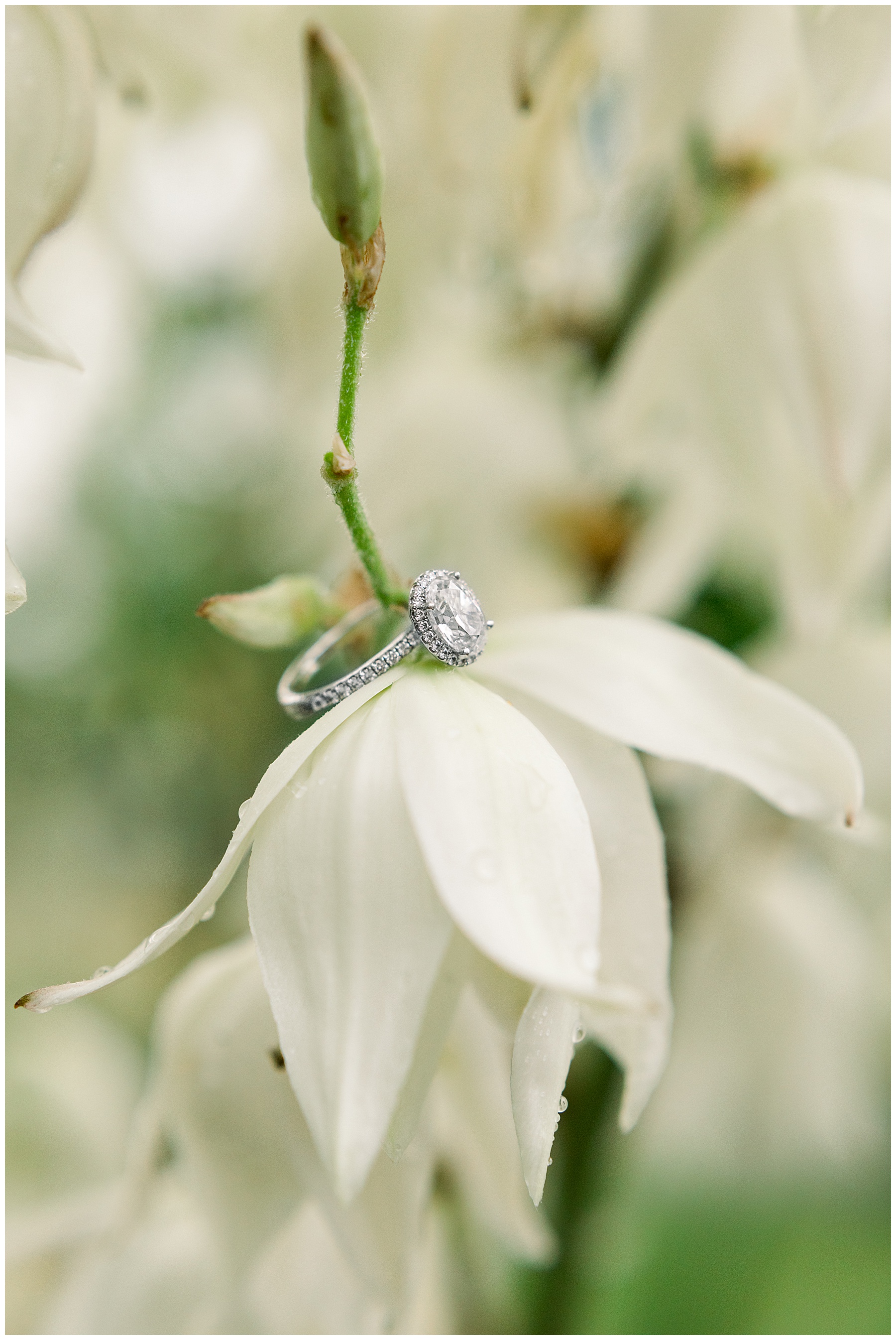 Field Engagement Session - Raleigh NC Wedding Photographer - Tiffany L Johnson Photography_0053.jpg