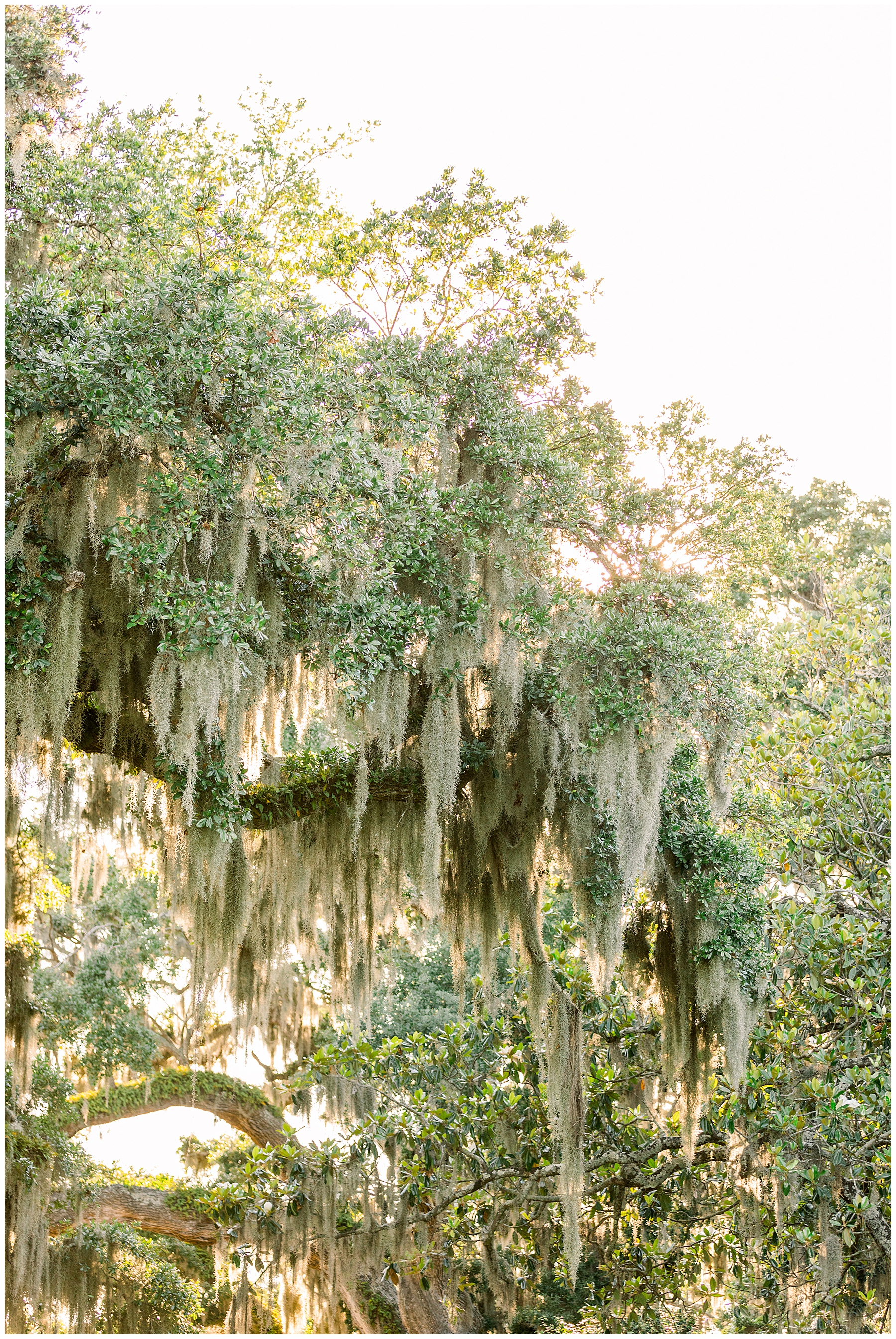 Airlie Gardens Engagement Session - Wrightsville Beach - Tiffany L Johnson Photography