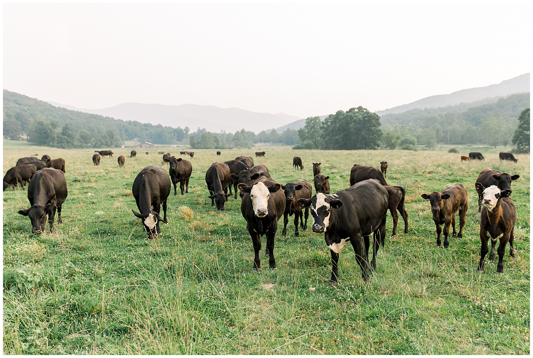NC Mountains Photoshoot - Asheville Mountain NC Photoshoot_0008.jpg NC Mountains Photoshoot - Asheville Mountain NC Photoshoot_0008.jpg
