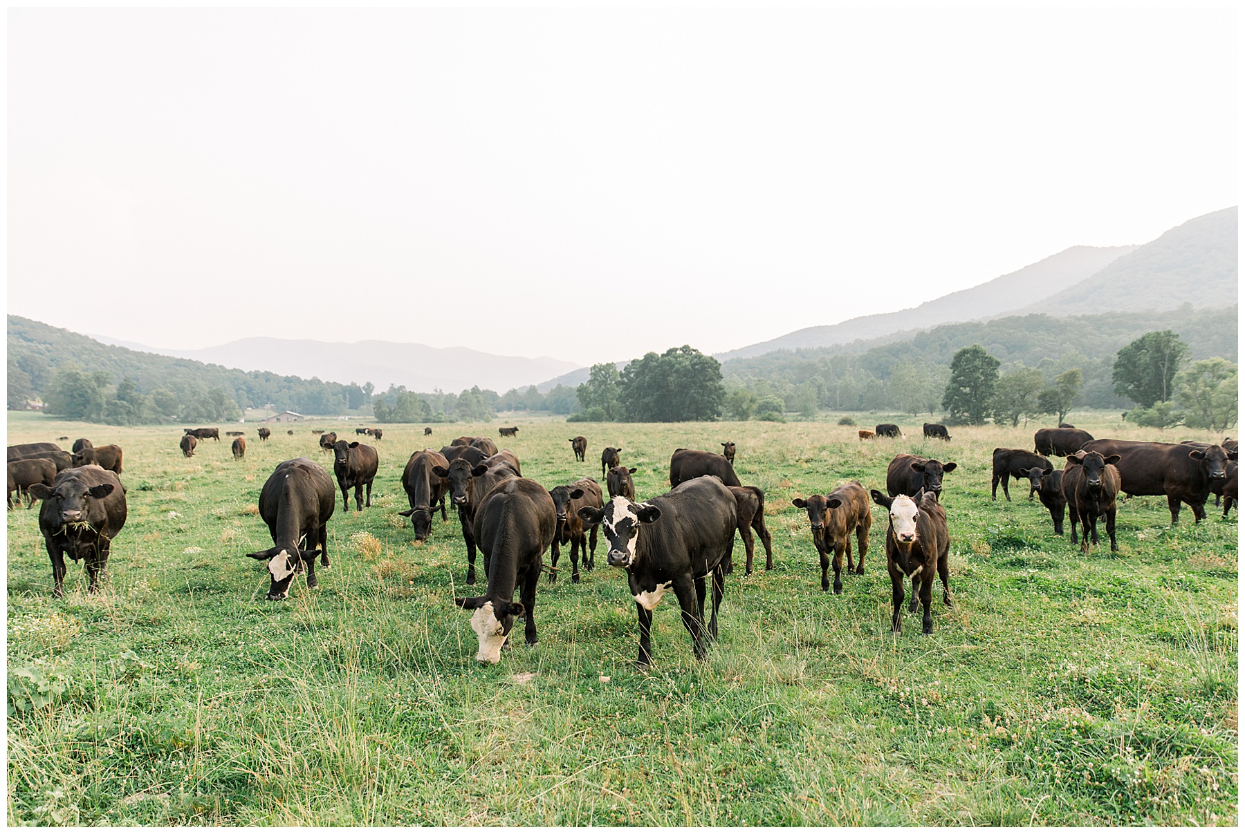 NC Mountains Photoshoot - Asheville Mountain NC Photoshoot_0038.jpg NC Mountains Photoshoot - Asheville Mountain NC Photoshoot_0038.jpg