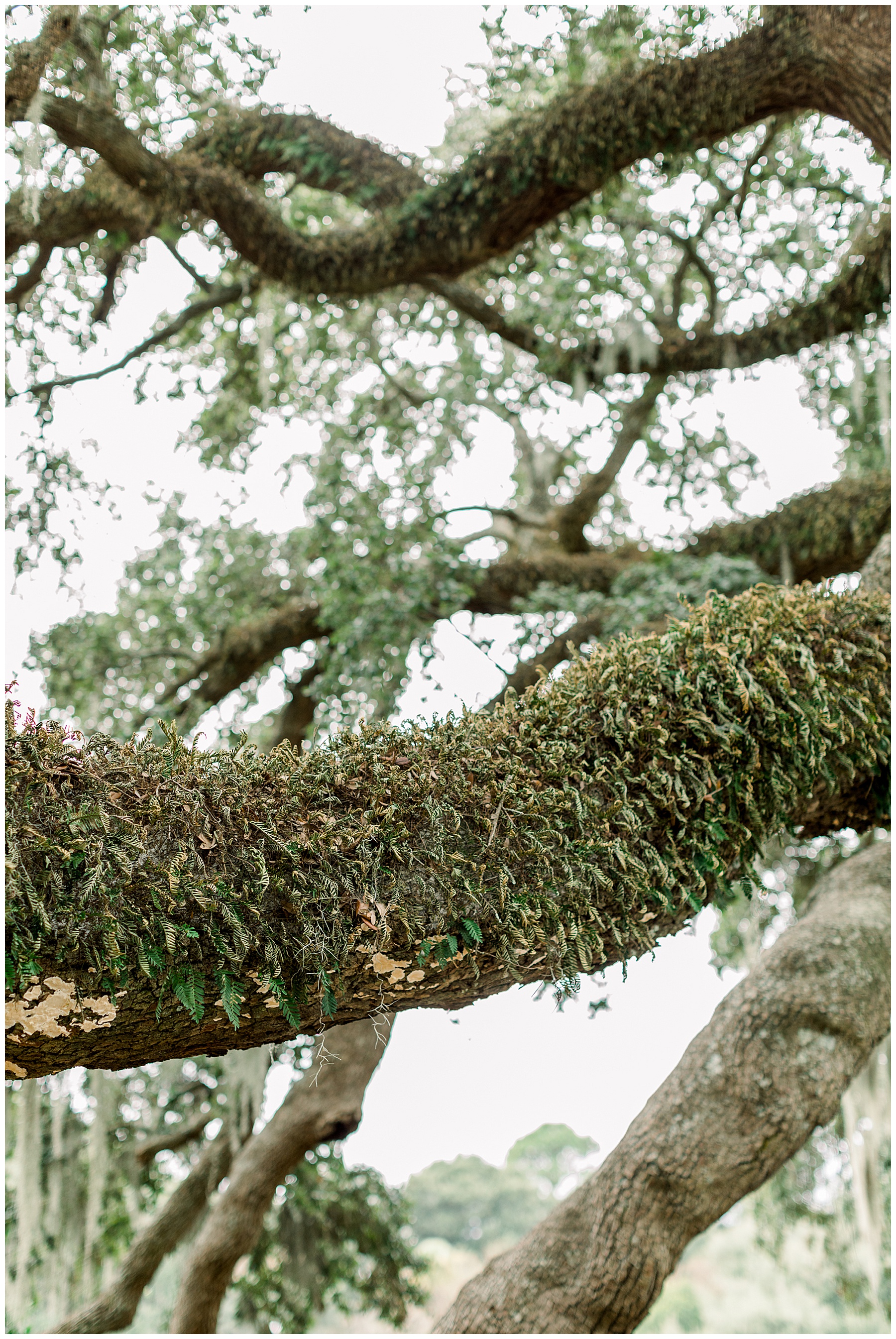 Charleston Engagement Session - Tiffany L Johnson Photography - Charleston SC Wedding Photographer