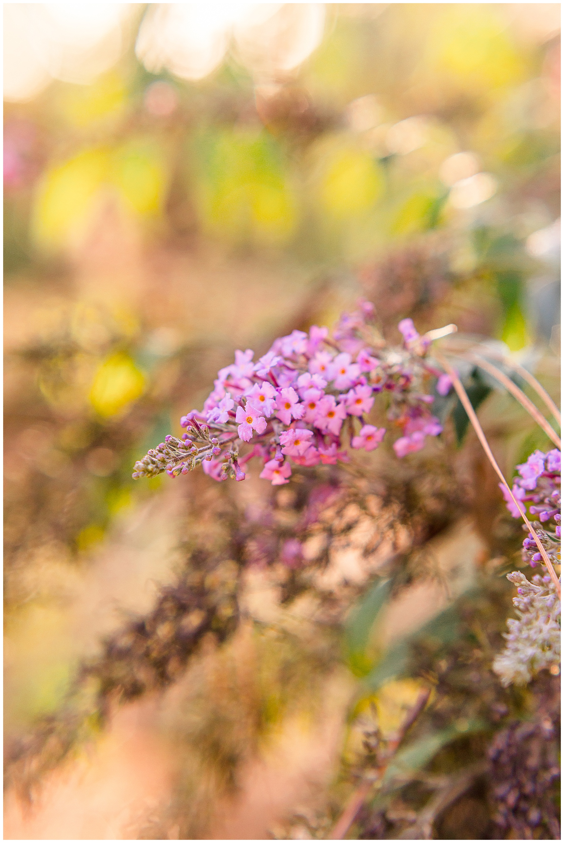 Raleigh Engagement Session - Tiffany L Johnson Photography