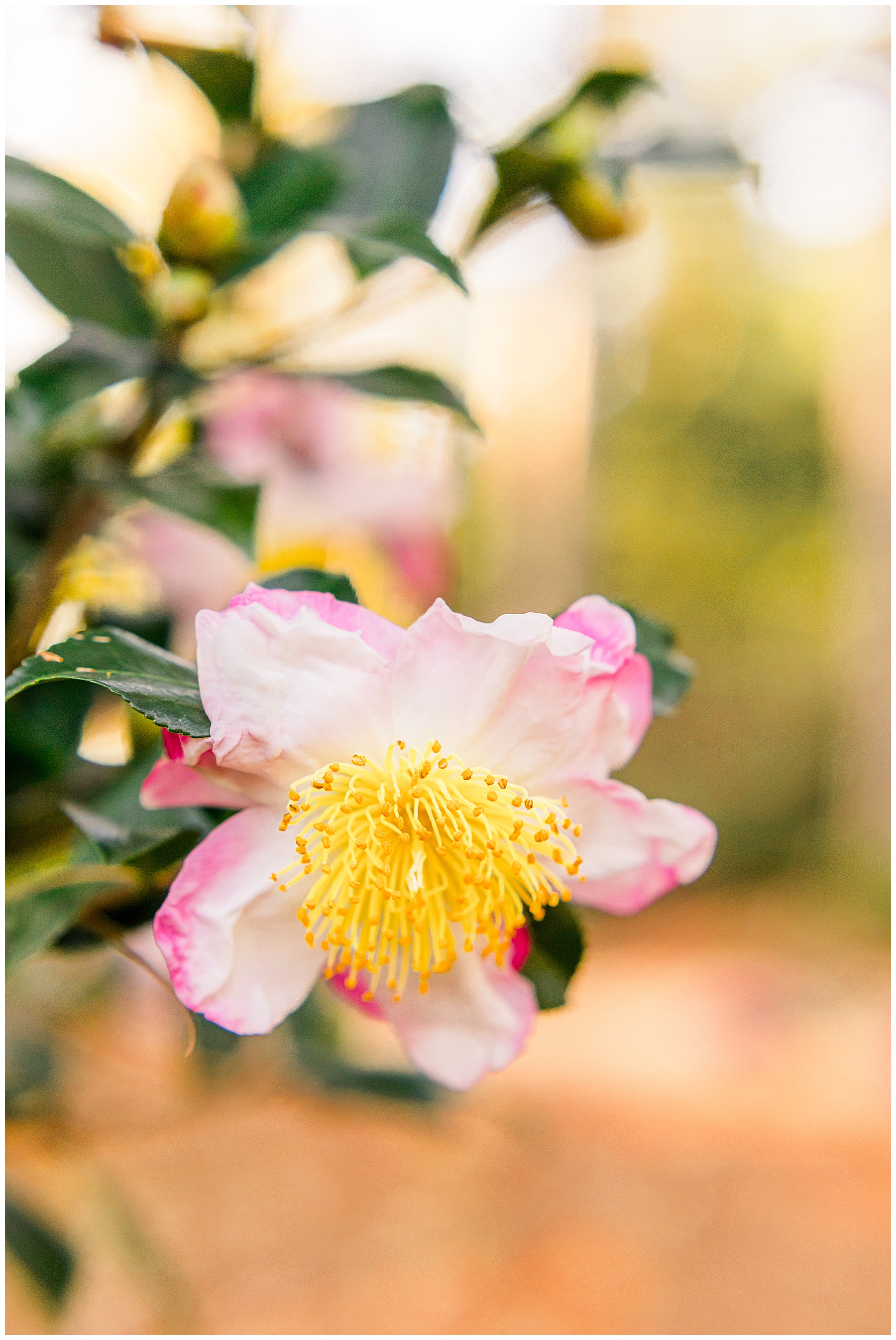 Raleigh Engagement Session - Tiffany L Johnson Photography