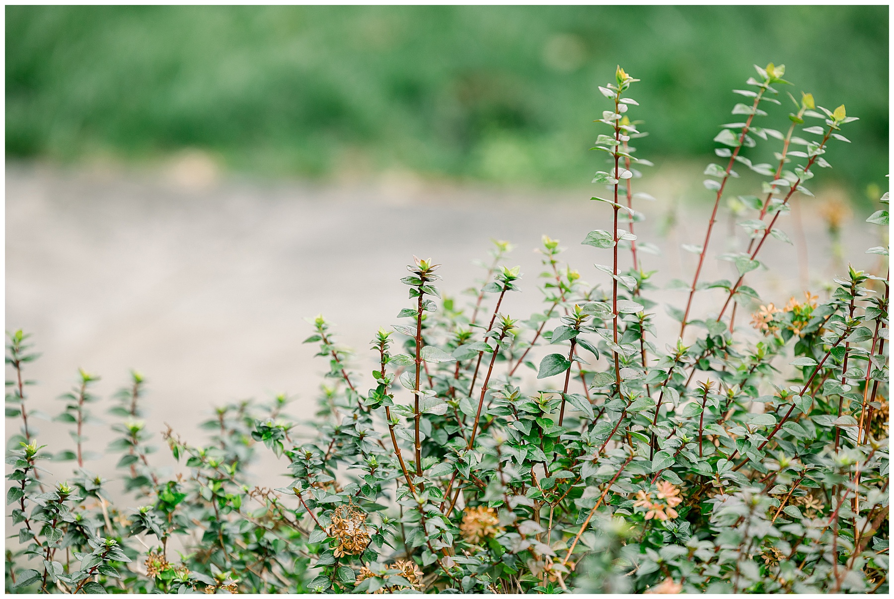 Duke University Engagement Session - Duke Wedding - Tiffany L Johnson Photography_0048.jpg