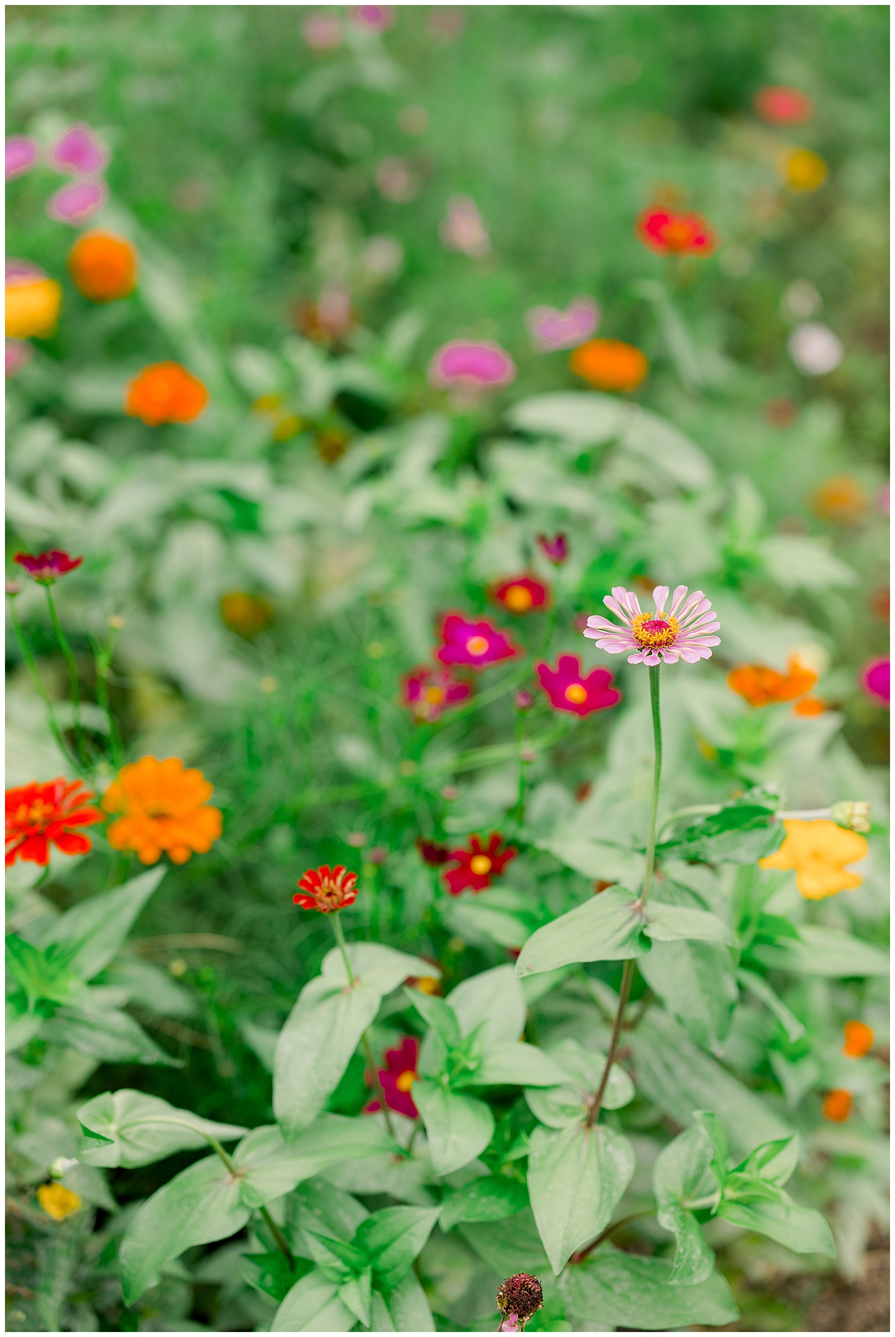 Raleigh Rose Garden Engagement Session - Tiffany L Johnson Photography_0028