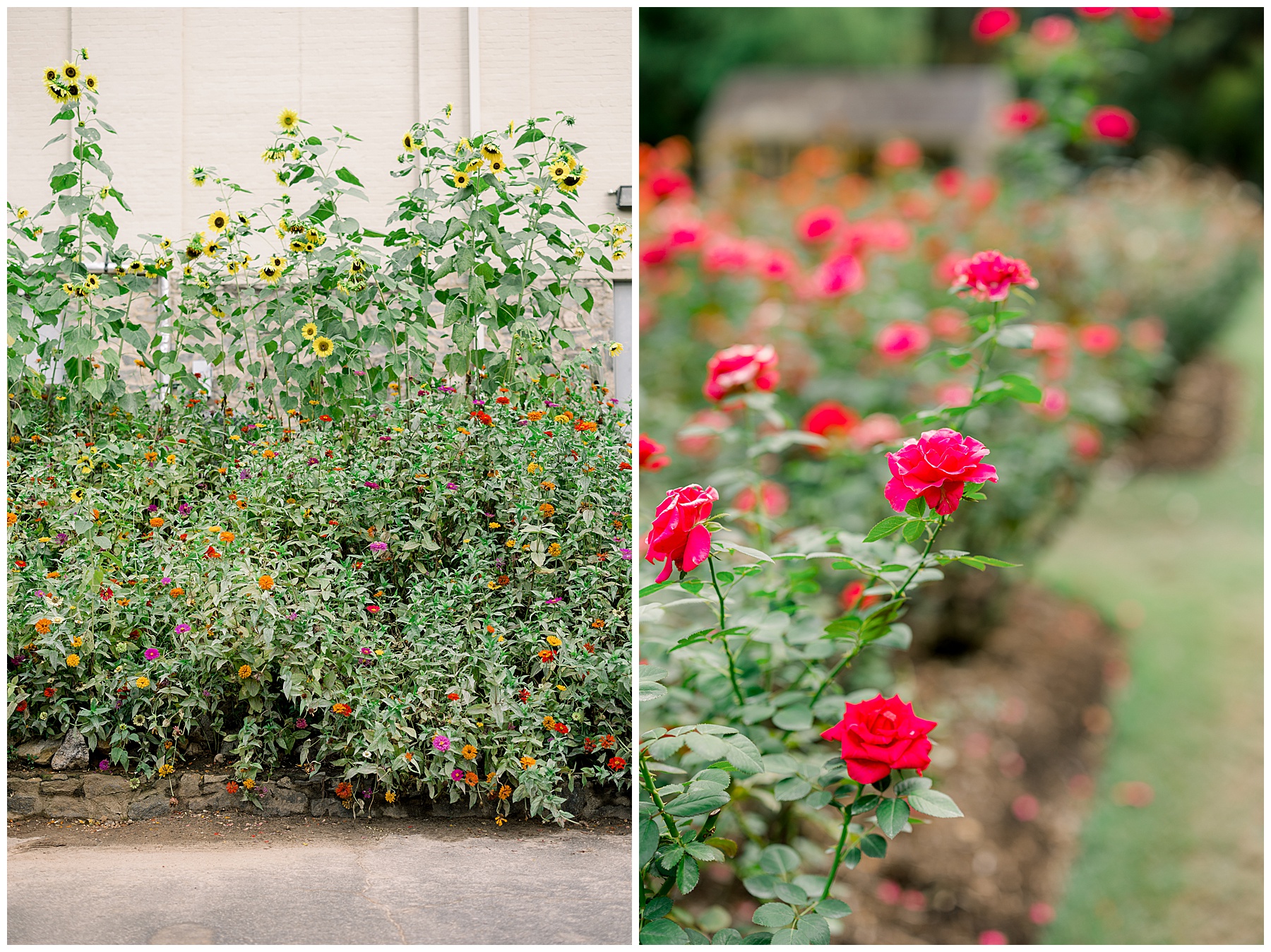 Raleigh Rose Garden Engagement Session - Tiffany L Johnson Photography_0049